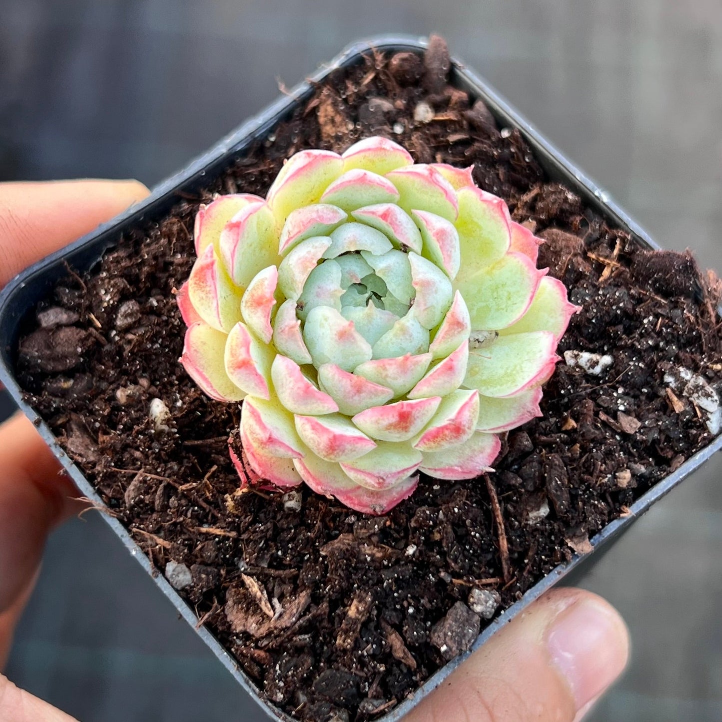 Echeveria heartbeat