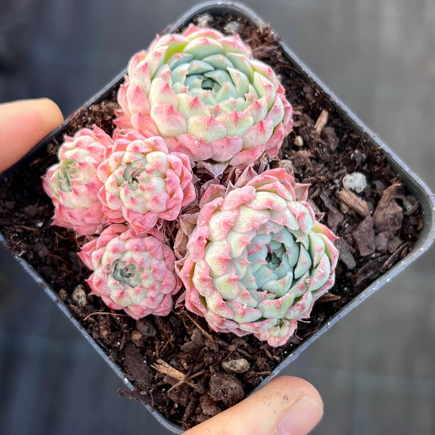 Echeveria heartbeat