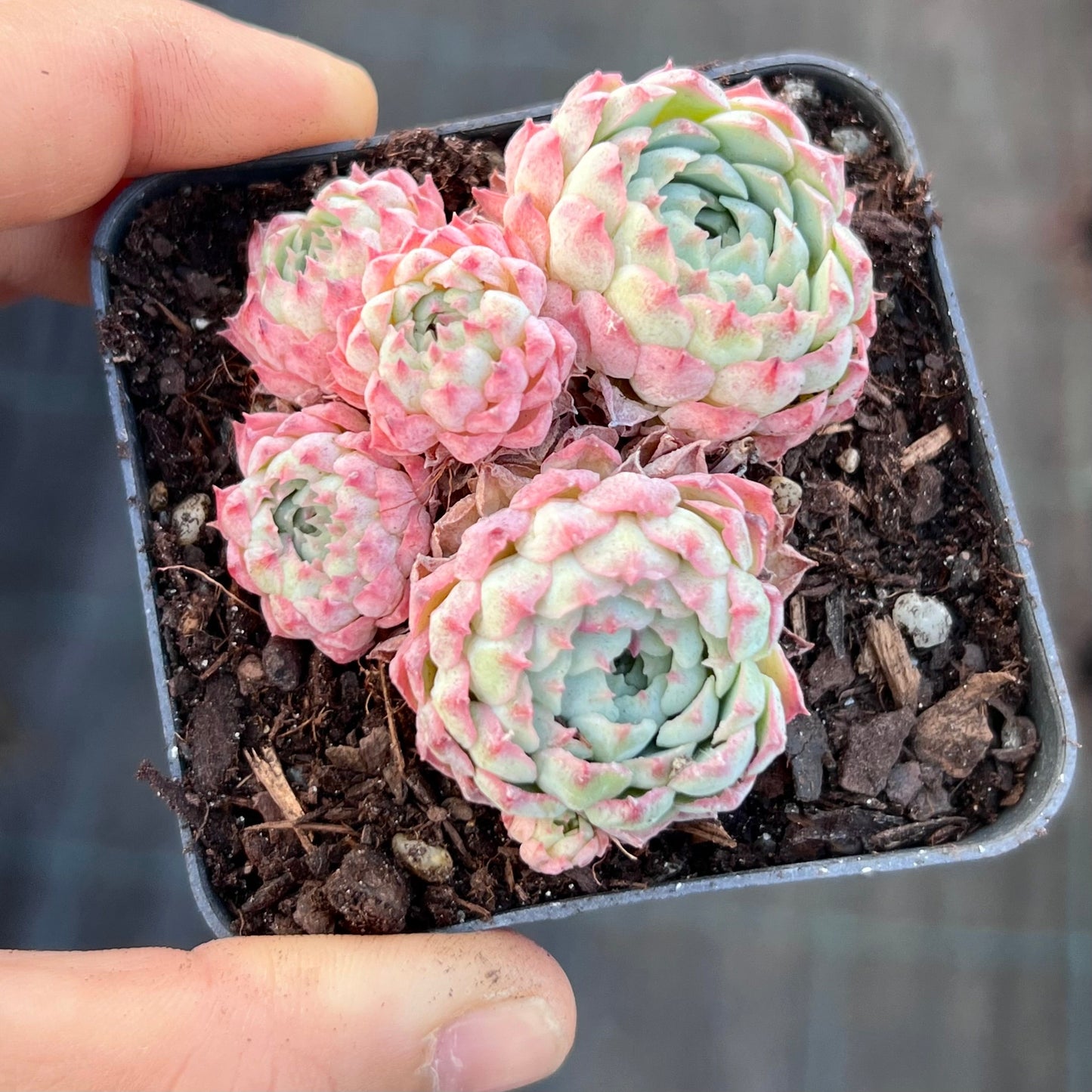 Echeveria heartbeat