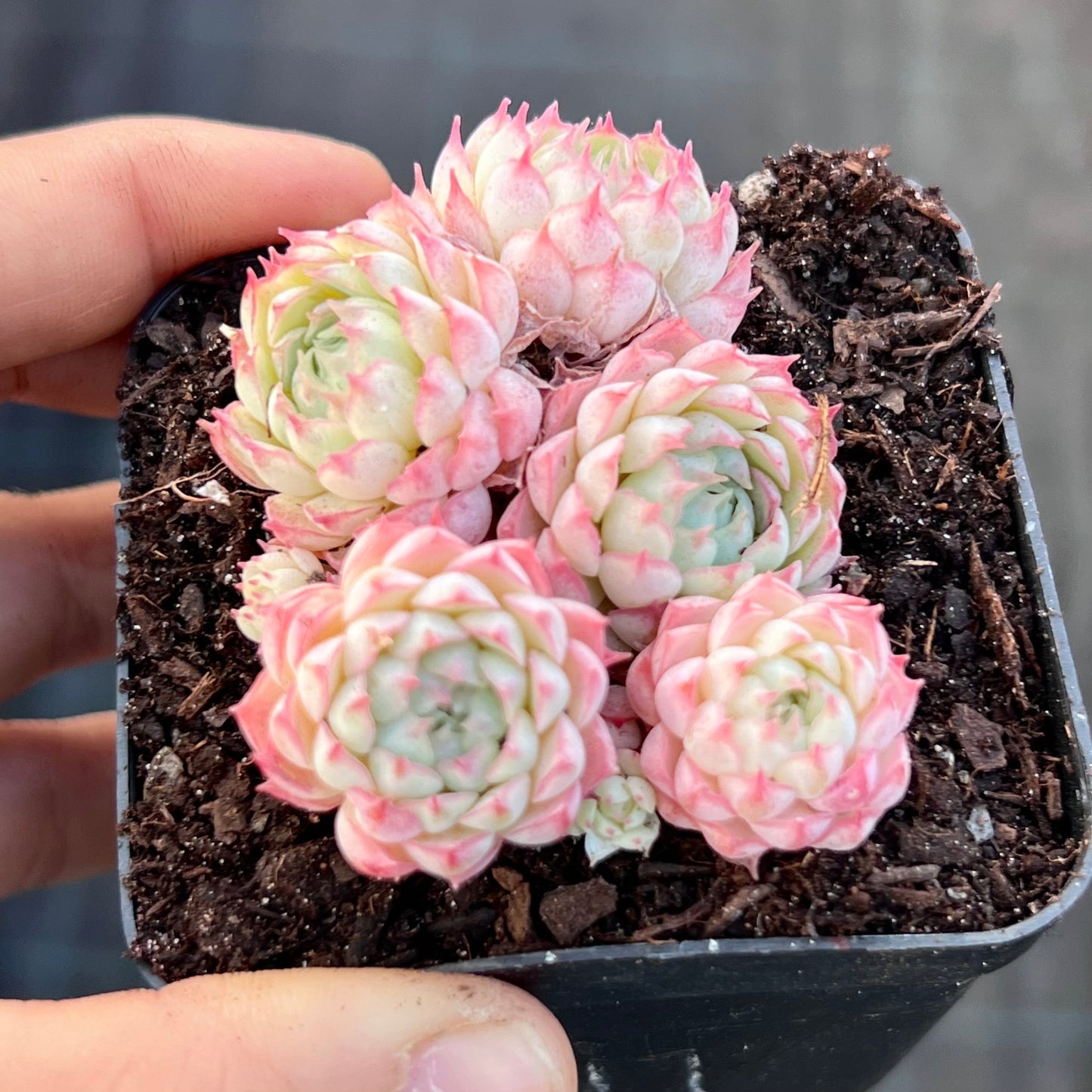 Echeveria heartbeat