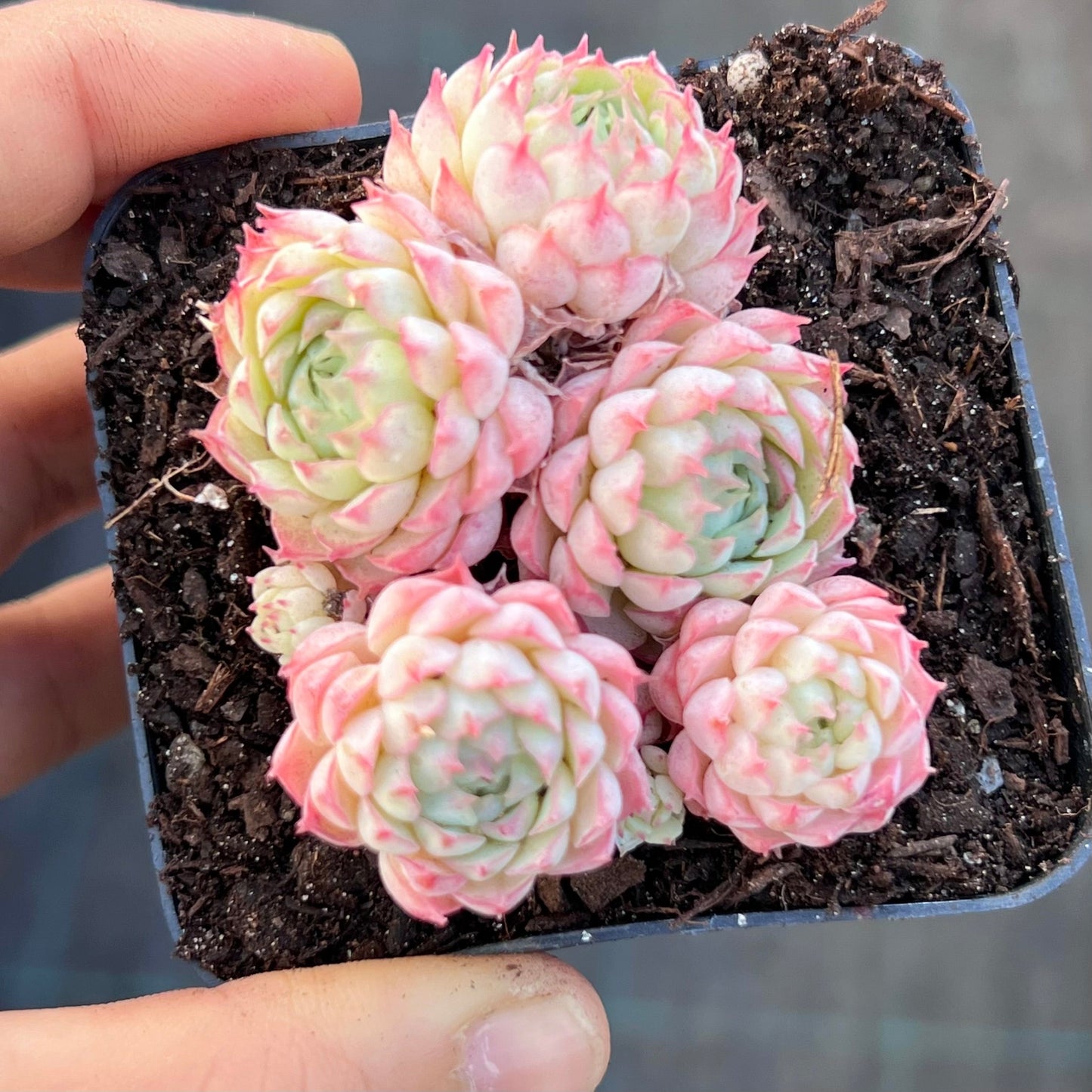 Echeveria heartbeat