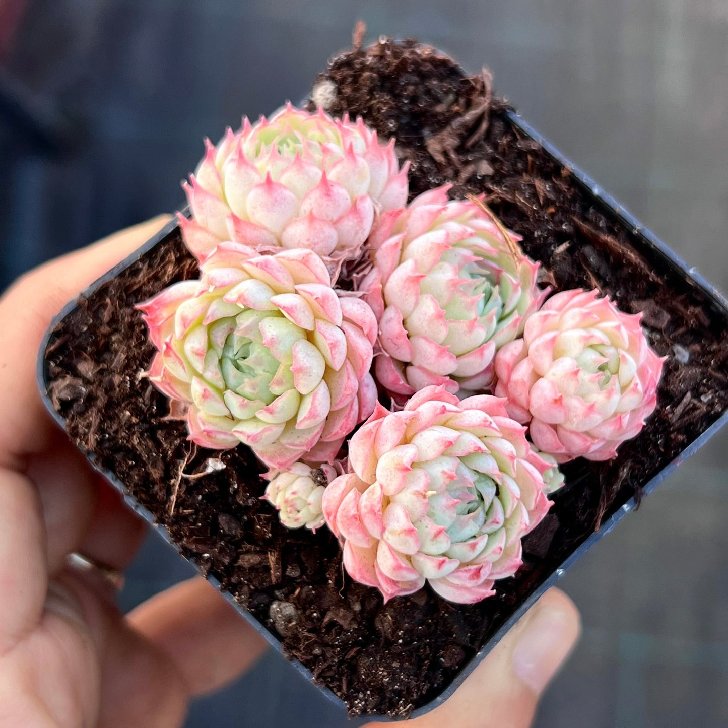 Echeveria heartbeat