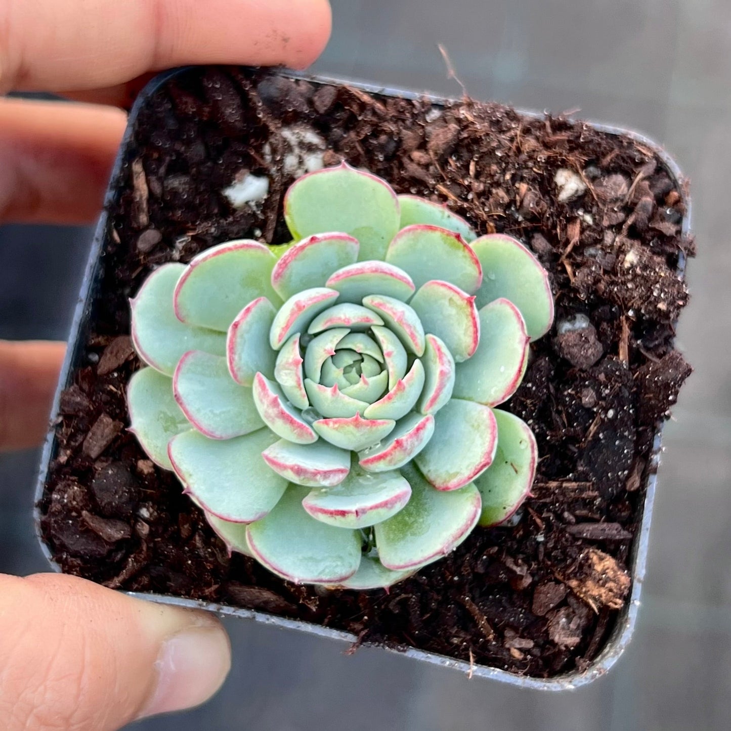 Echeveria minima 'Super Circle'