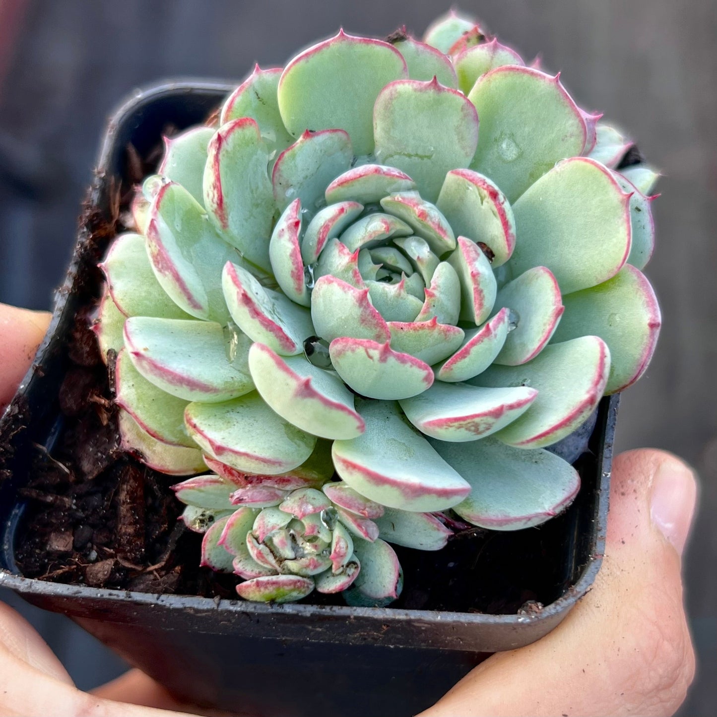 Echeveria minima 'Super Circle'