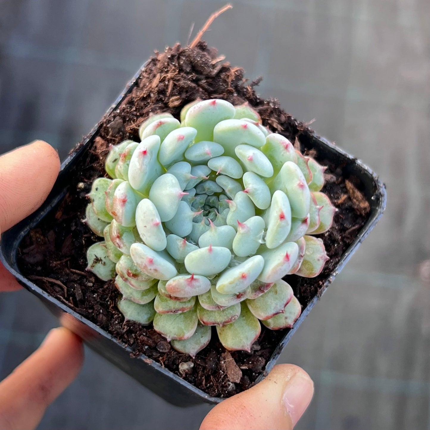 Echeveria meet up