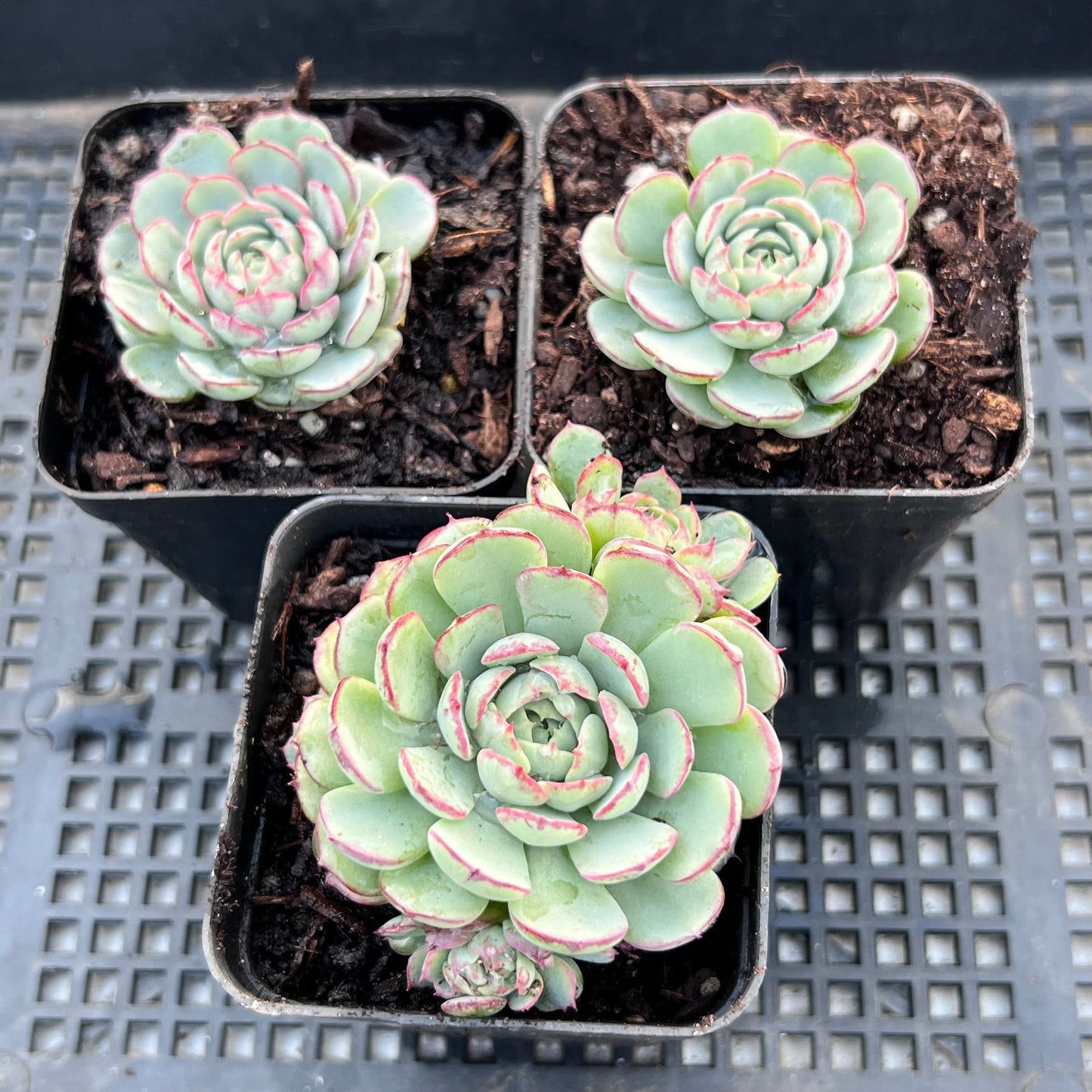 Echeveria minima 'Super Circle'