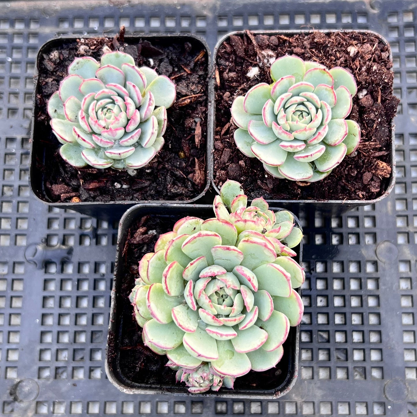 Echeveria minima 'Super Circle'