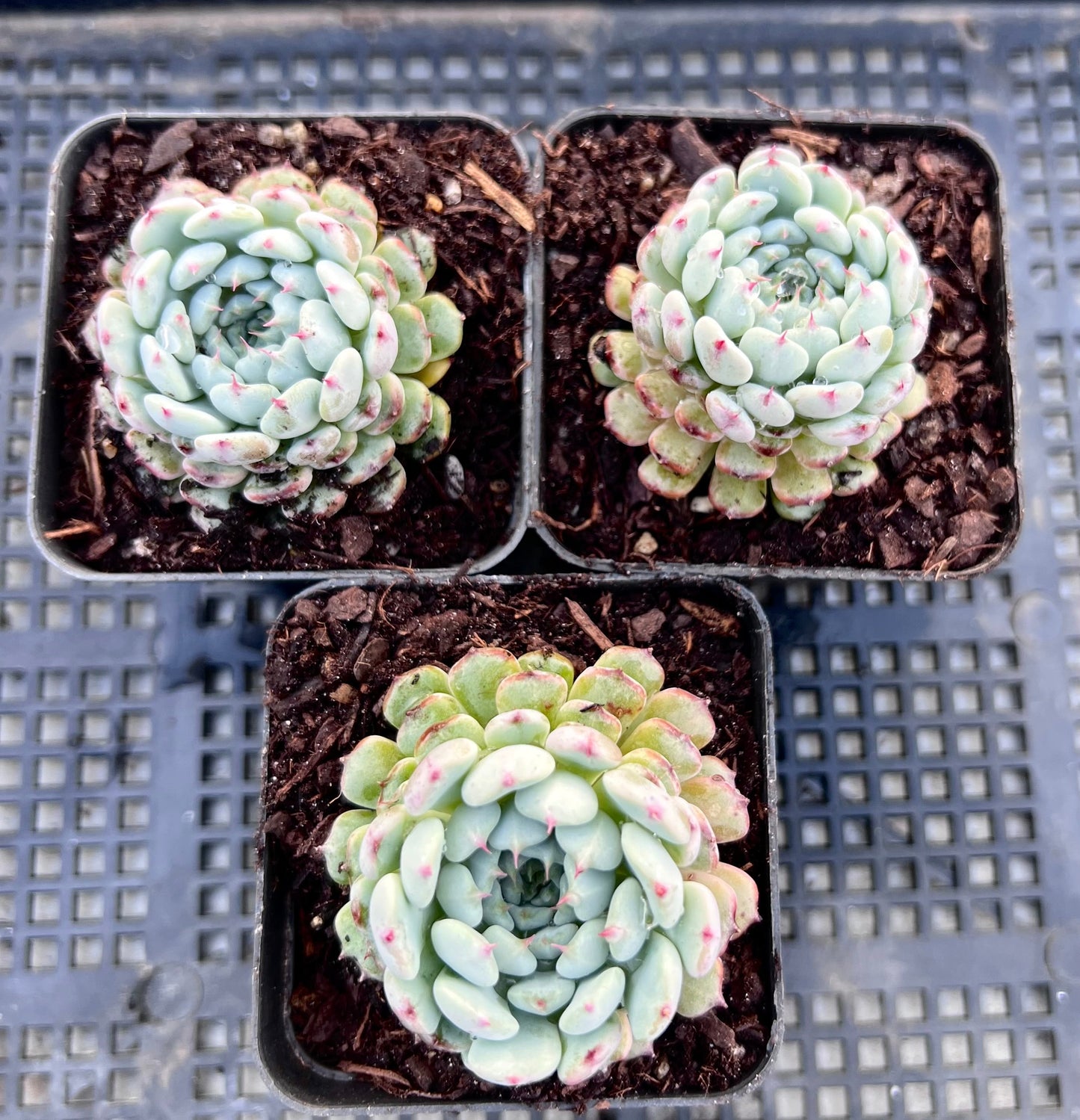 Echeveria meet up
