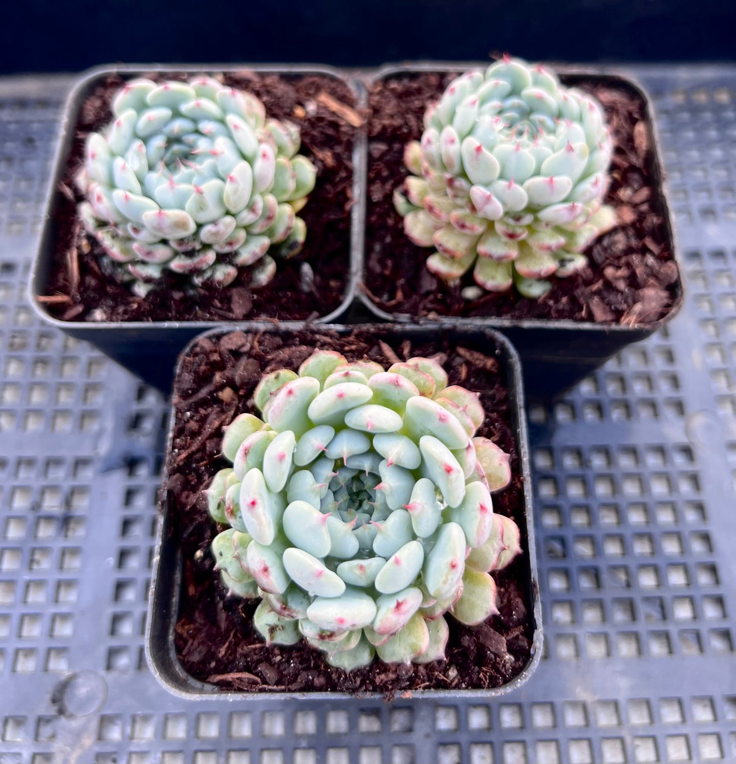 Echeveria meet up