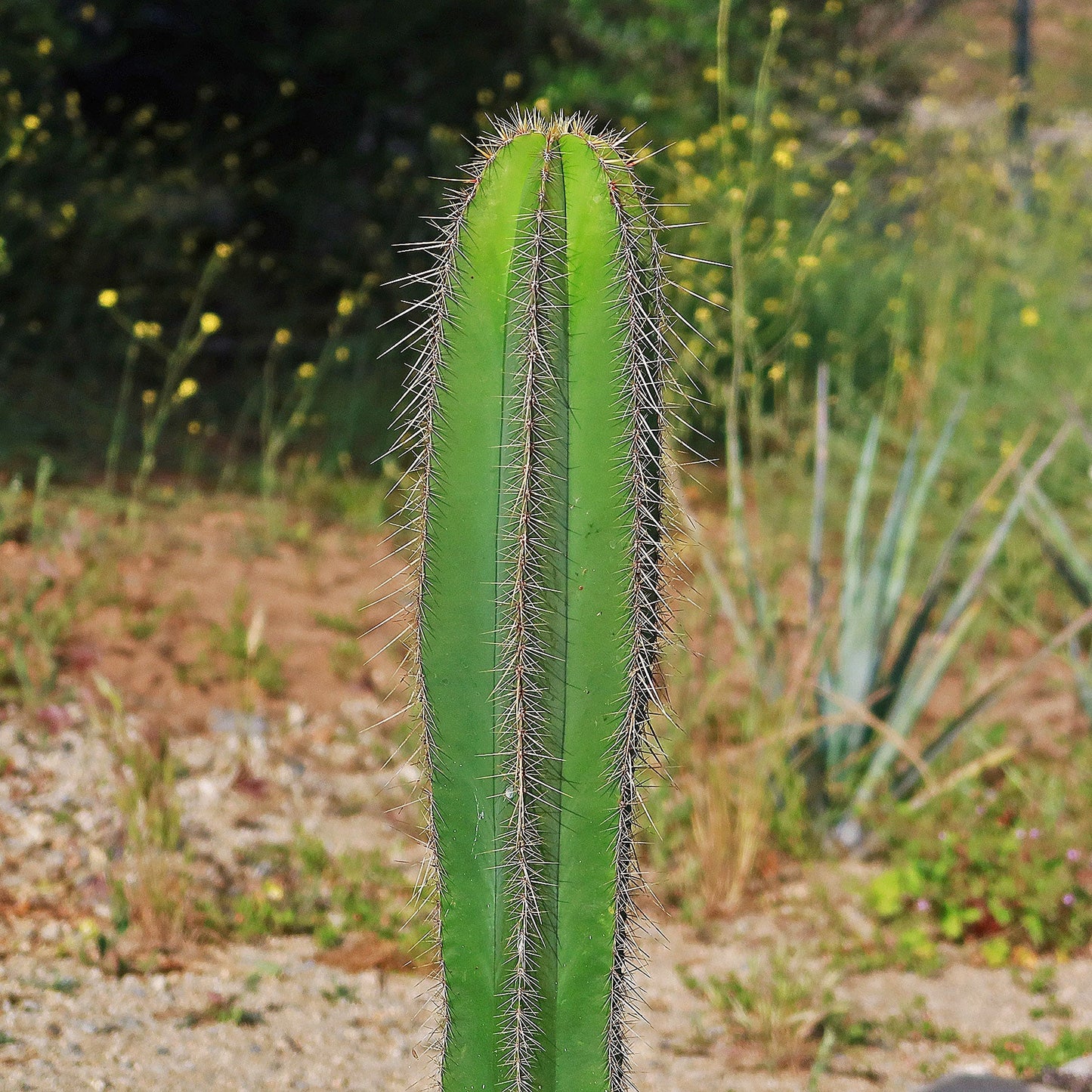 Isolatocereus dumortieri