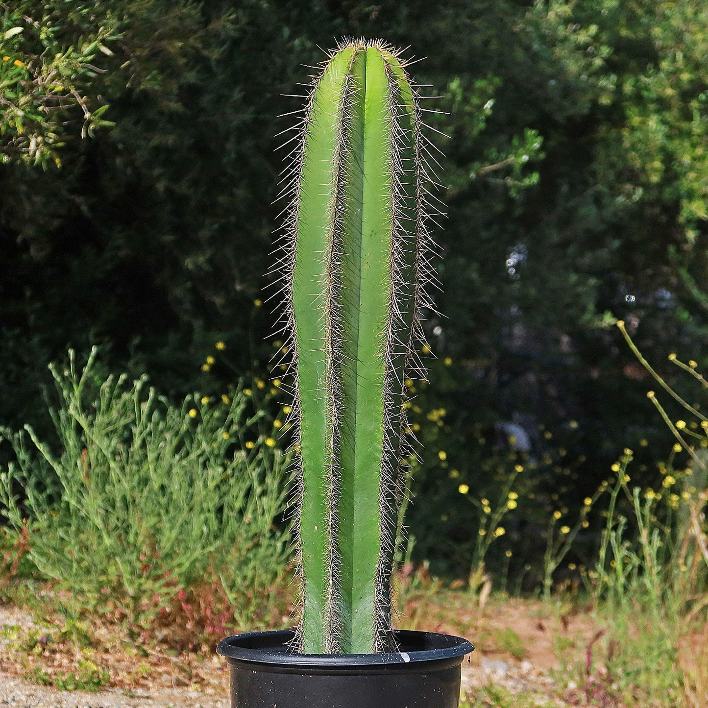 Isolatocereus dumortieri