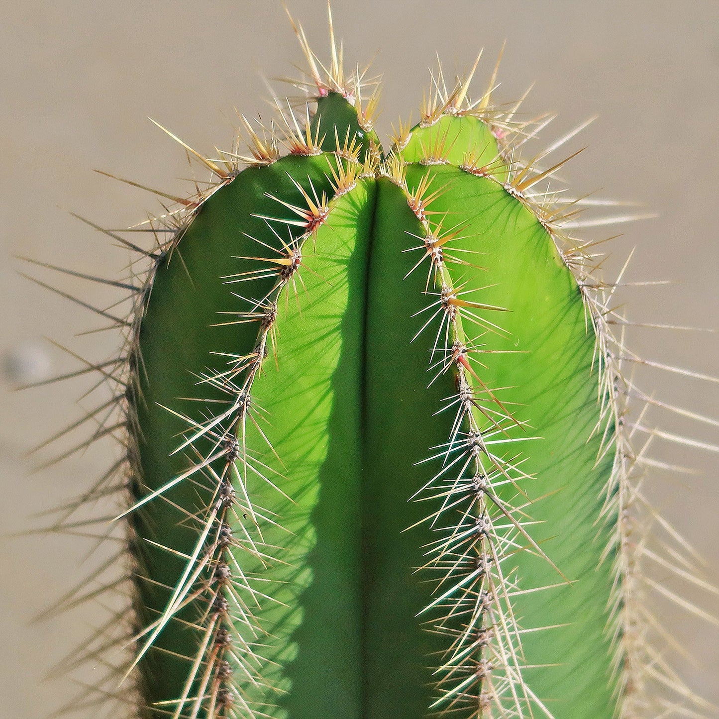 Isolatocereus dumortieri