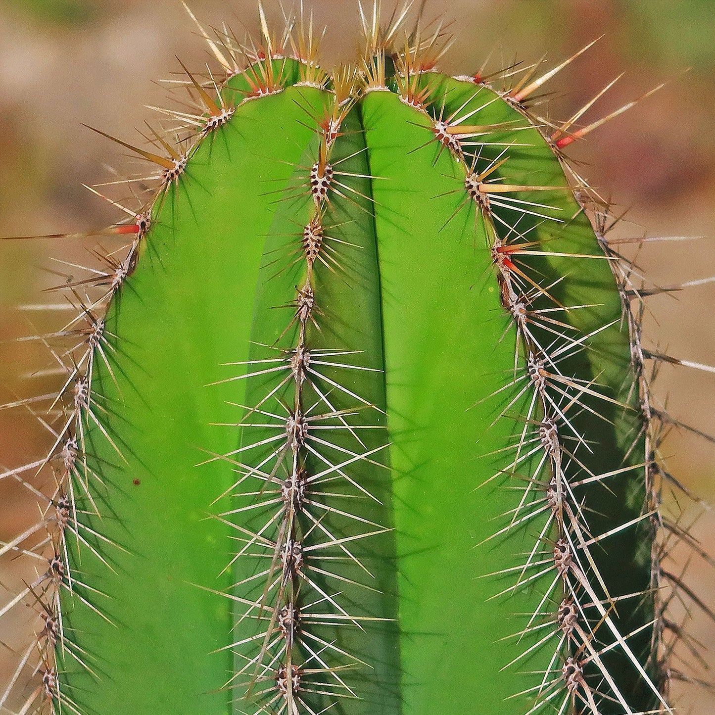Isolatocereus dumortieri