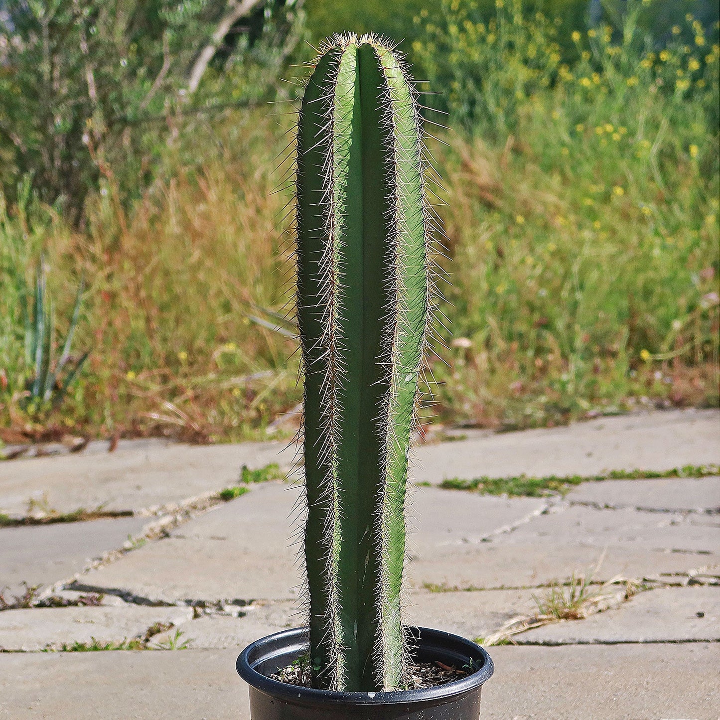 Isolatocereus dumortieri