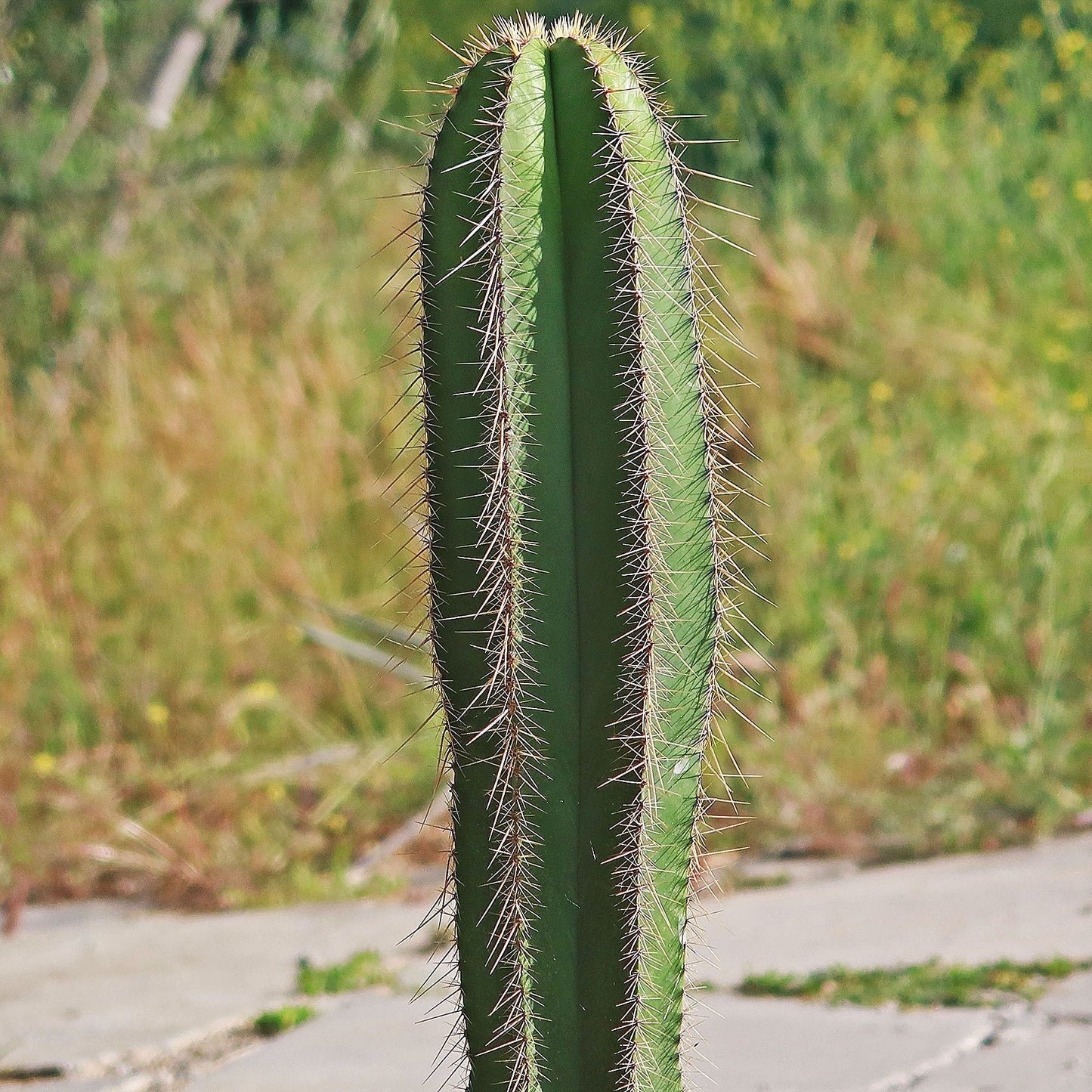 Isolatocereus dumortieri