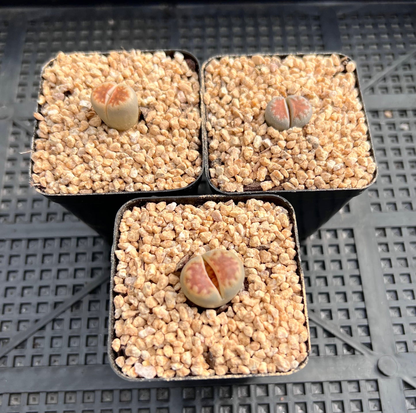 Lithops karasmontana 'Lateritia