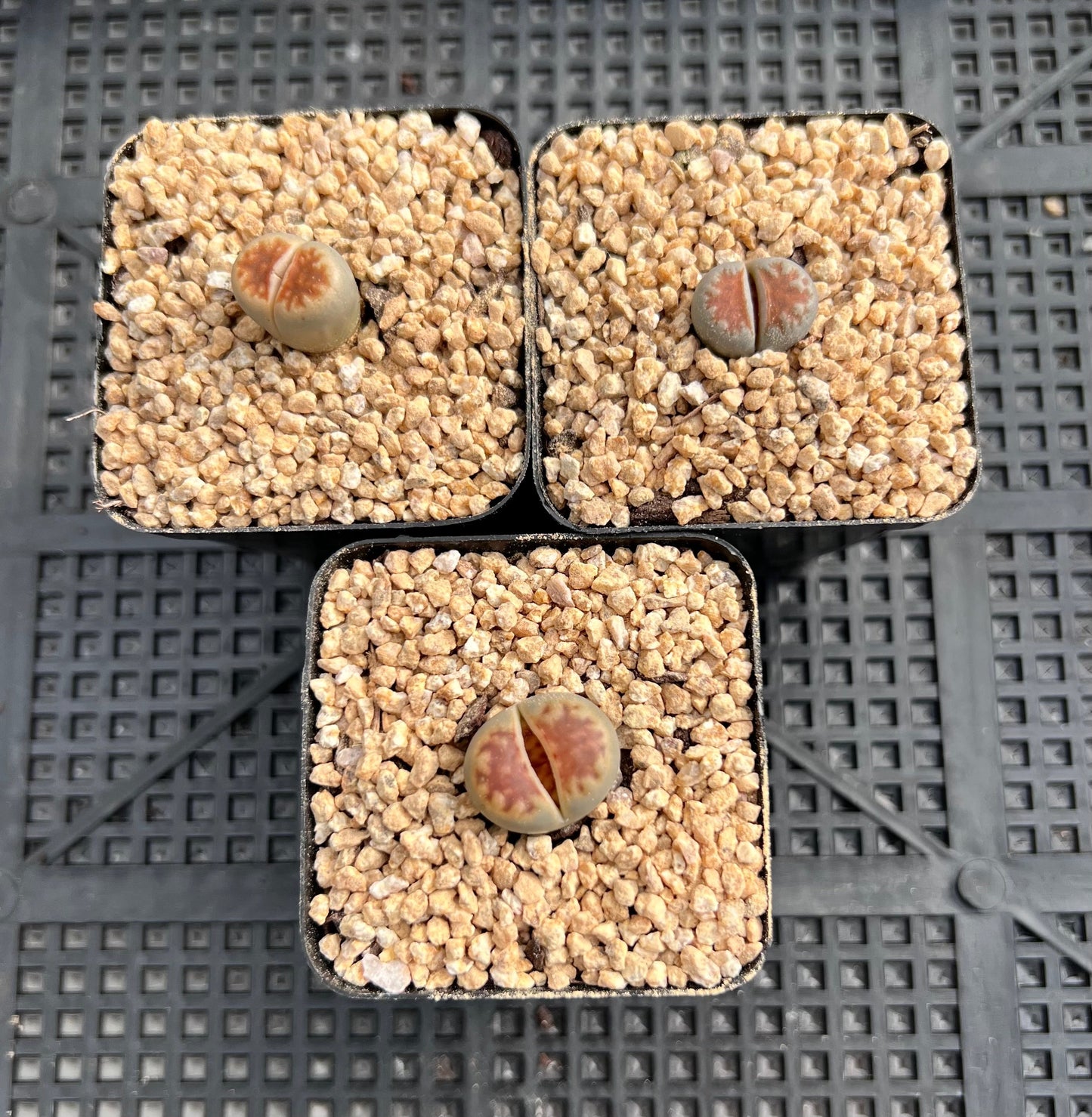 Lithops karasmontana 'Lateritia