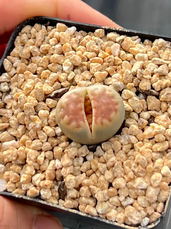 Lithops karasmontana 'Lateritia