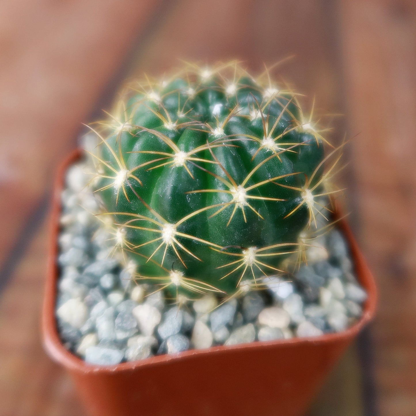 Lobivia longispina