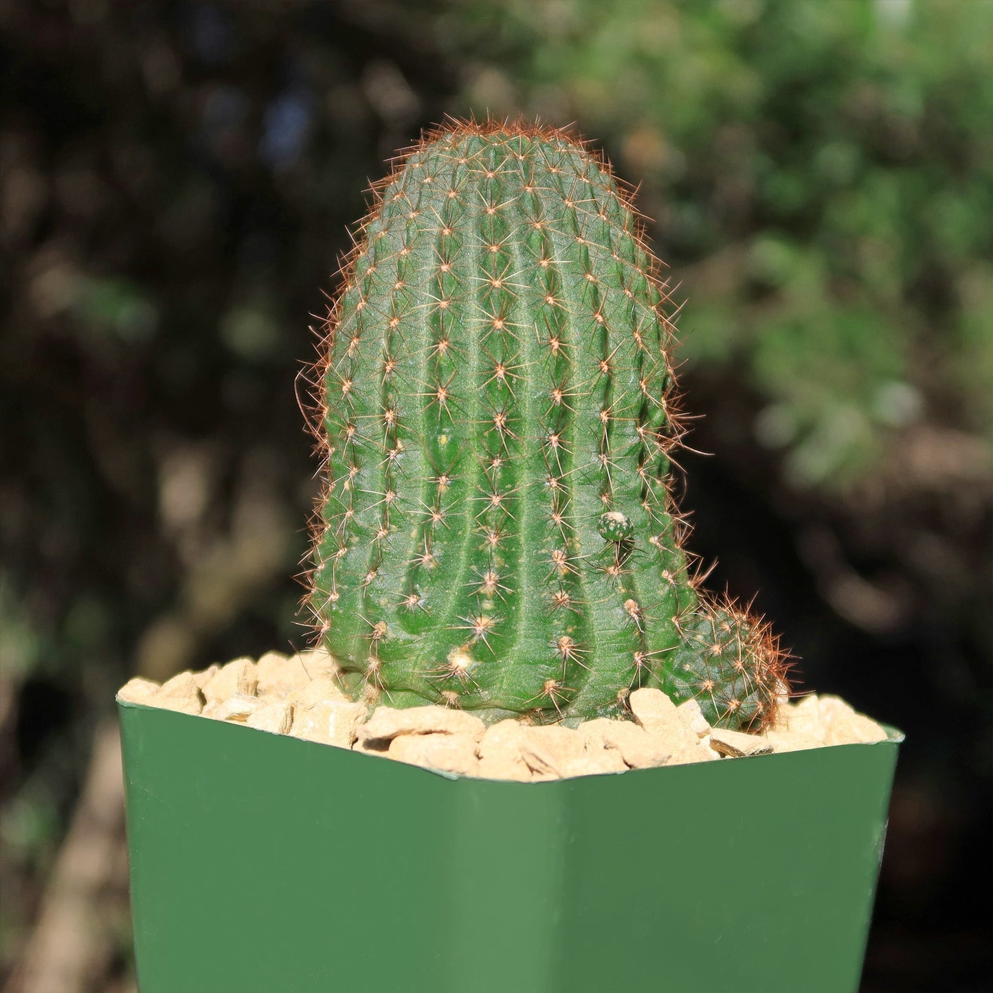 Lobivia saltensis