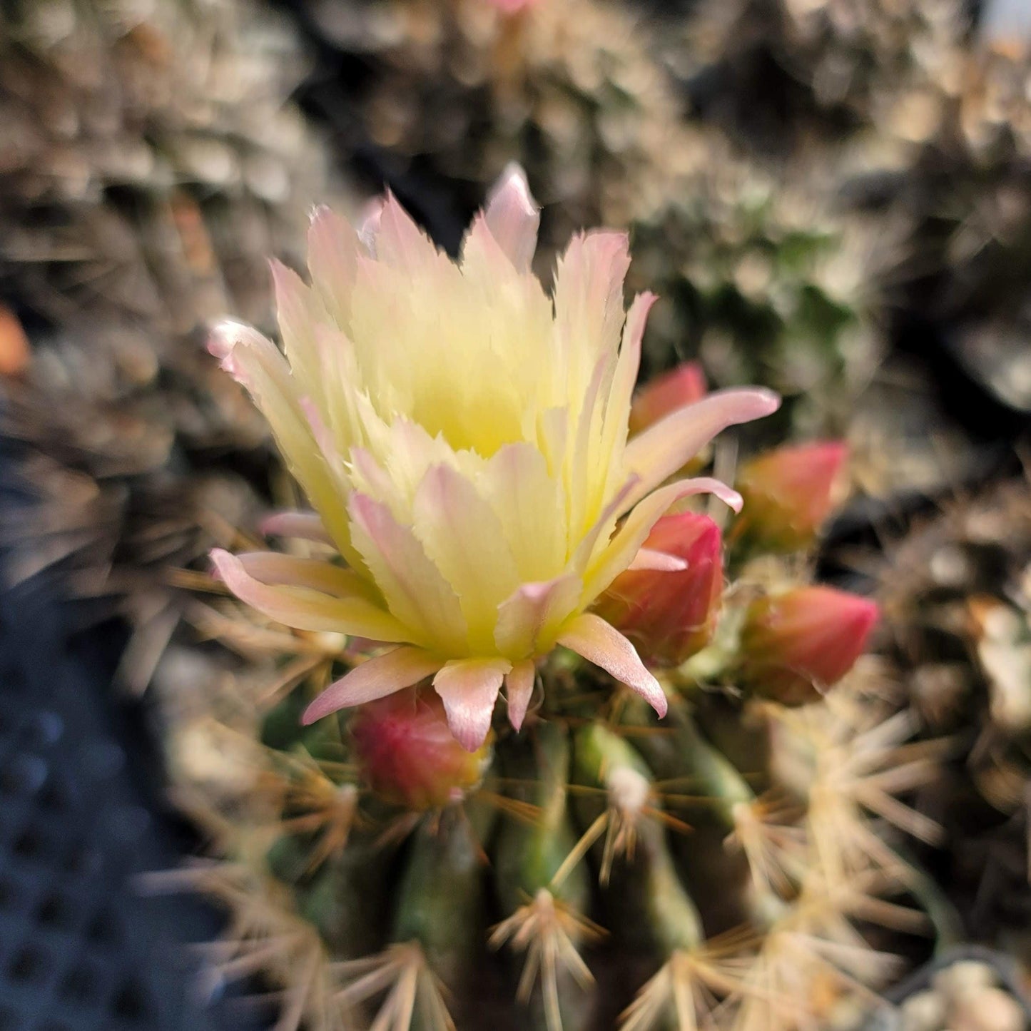 Neochilenia chilensis flaviflora