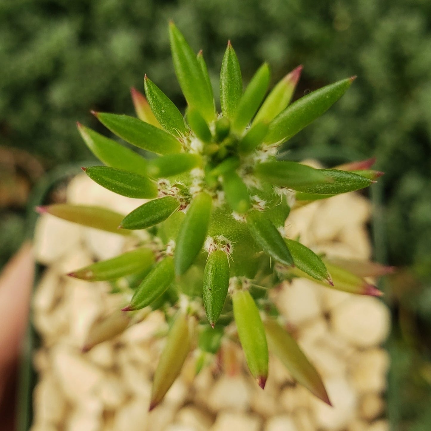 Eve's Needle Cactus - Austrocylindropuntia subulata