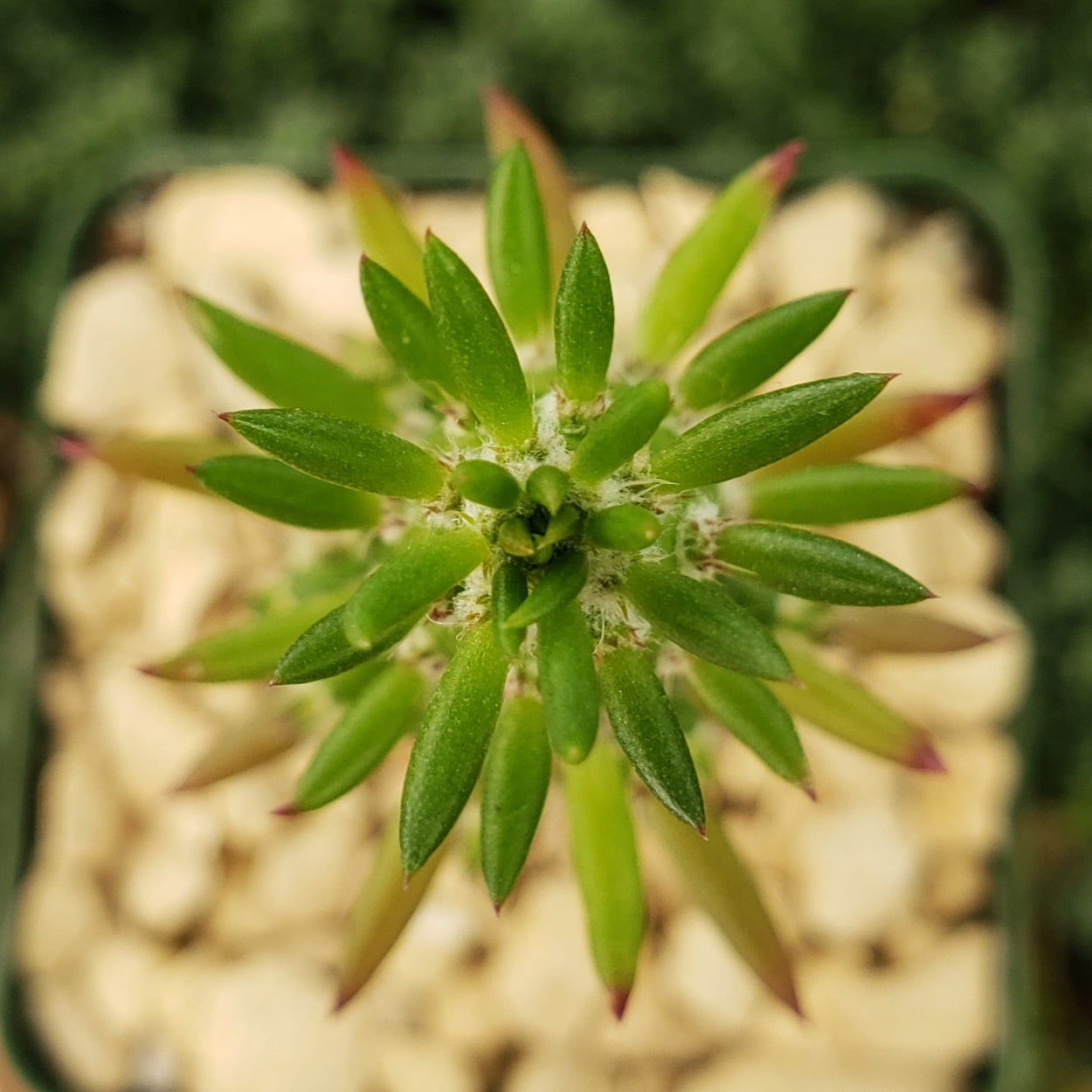 Eve's Needle Cactus - Austrocylindropuntia subulata