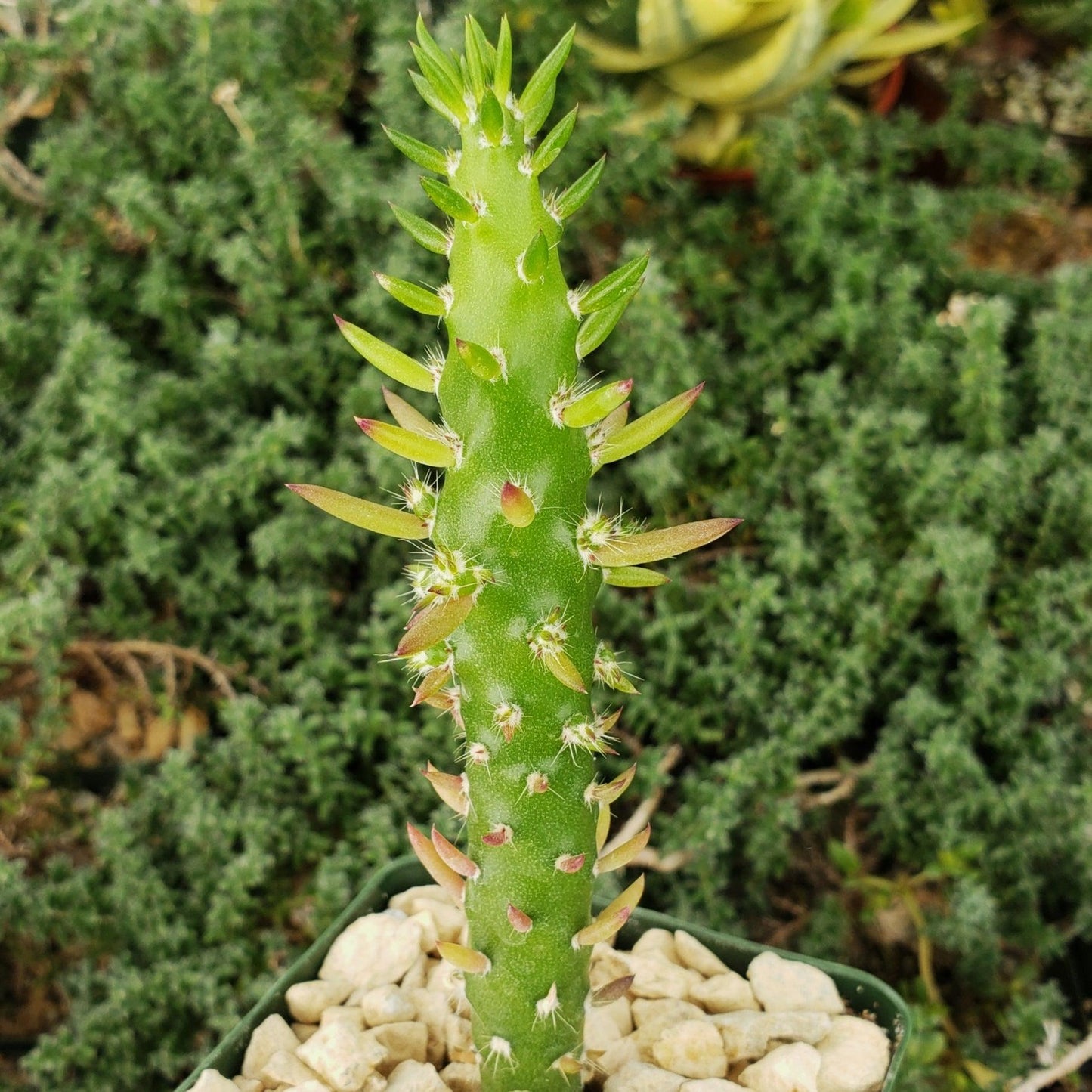 Eve's Needle Cactus - Austrocylindropuntia subulata