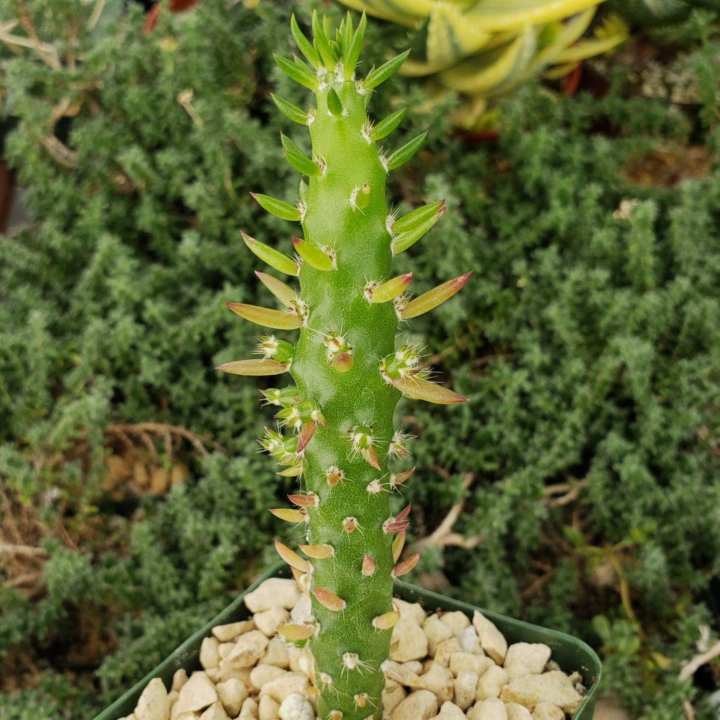 Eve's Needle Cactus - Austrocylindropuntia subulata