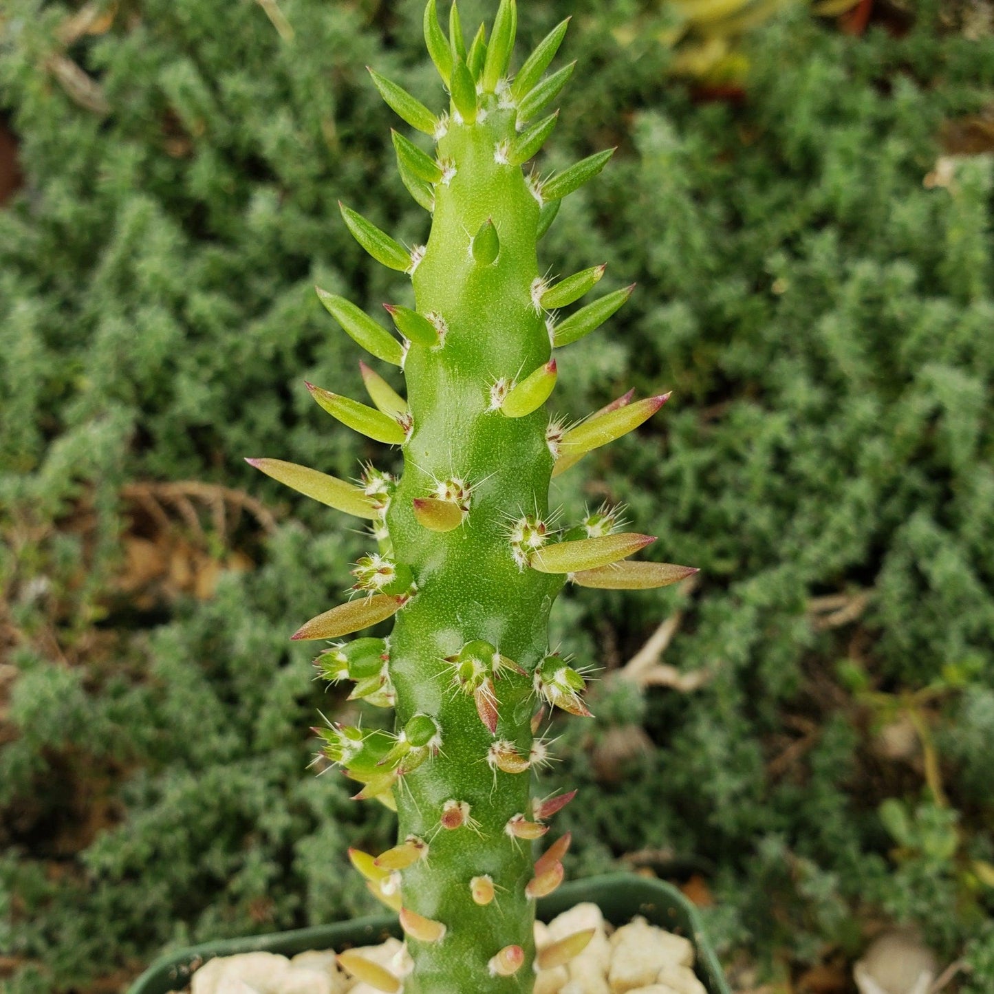 Eve's Needle Cactus - Austrocylindropuntia subulata