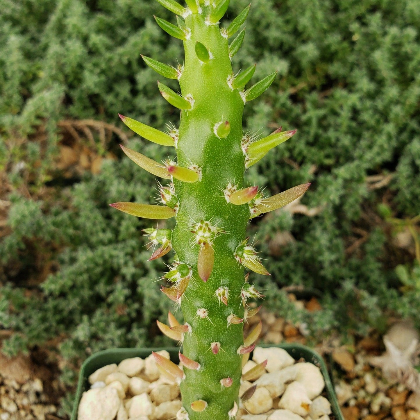 Eve's Needle Cactus - Austrocylindropuntia subulata