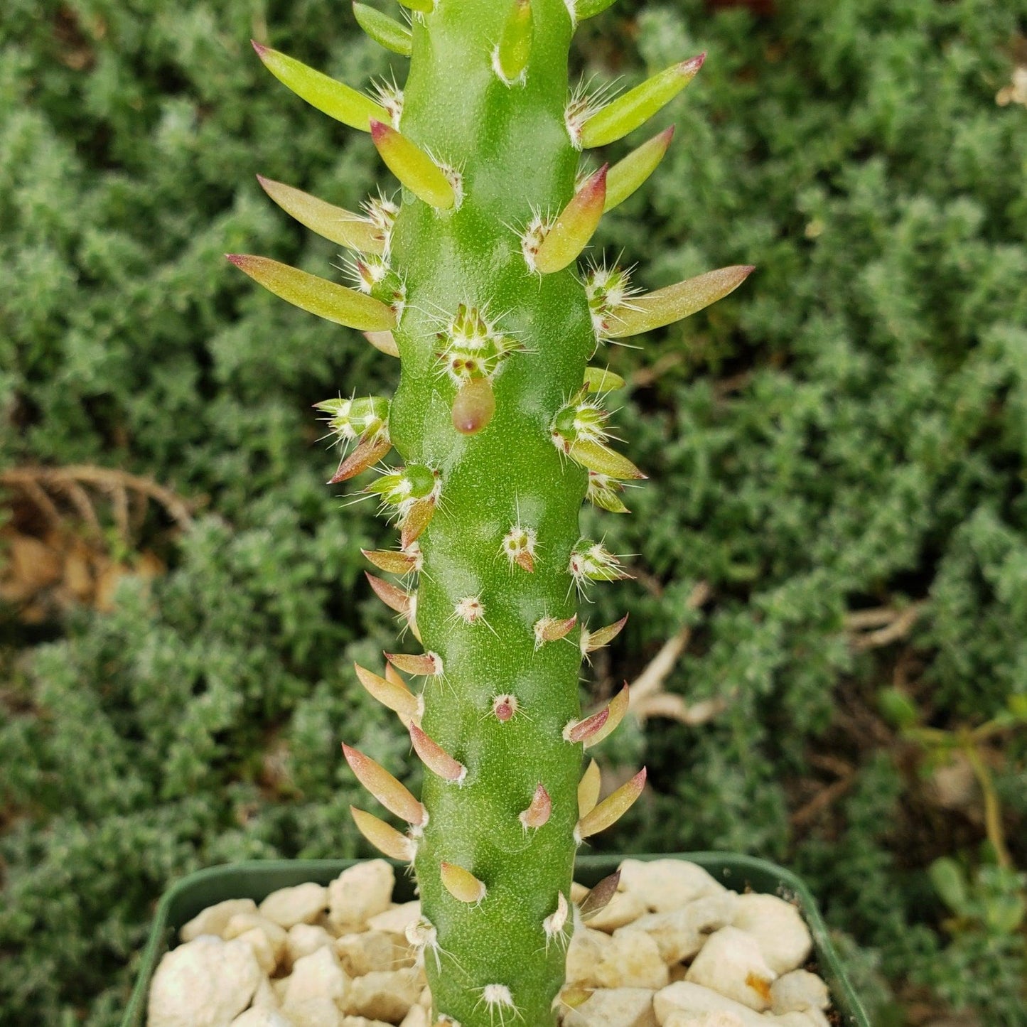 Eve's Needle Cactus - Austrocylindropuntia subulata