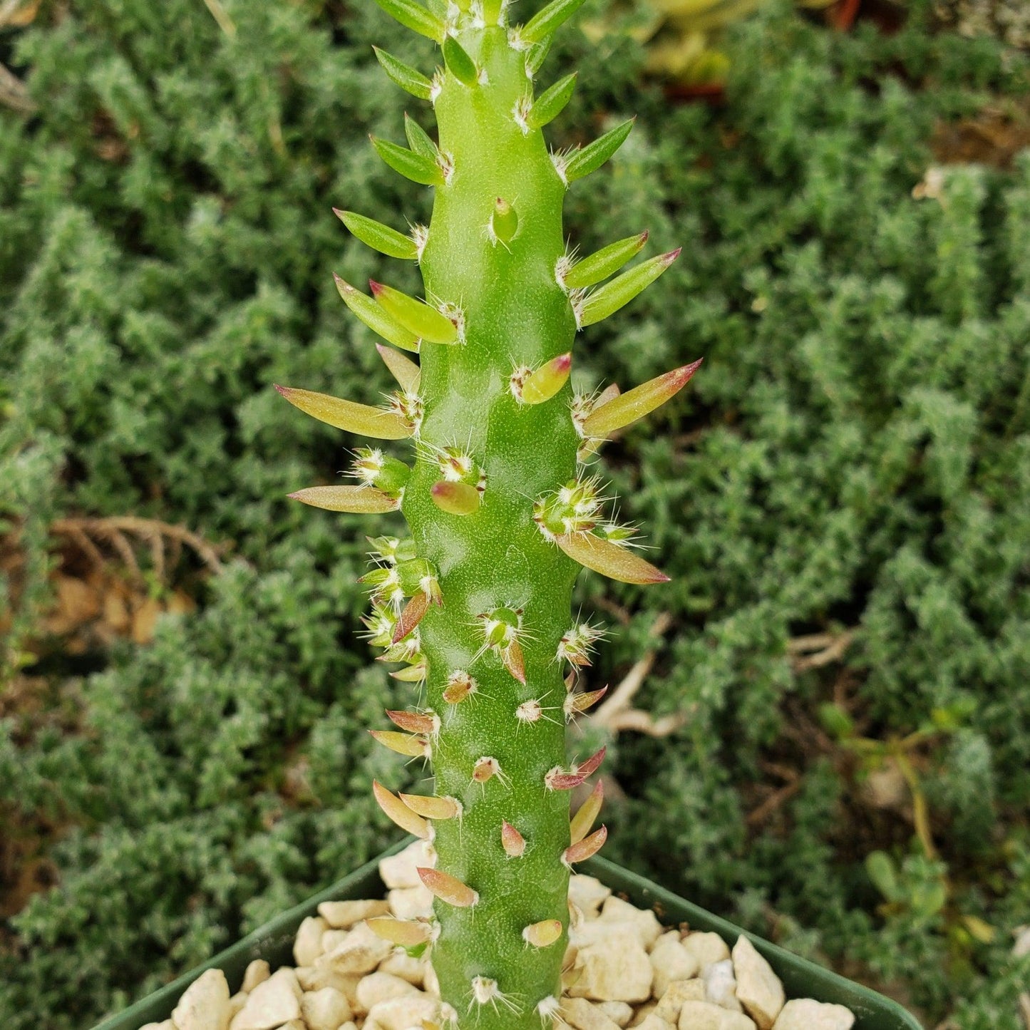 Eve's Needle Cactus - Austrocylindropuntia subulata