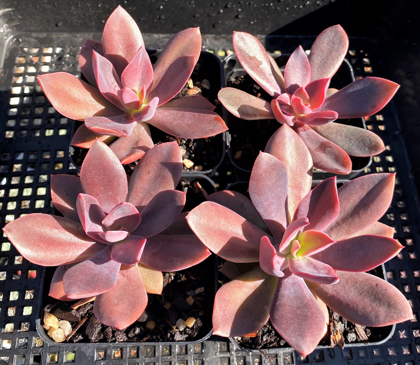 Echeveria purple princess