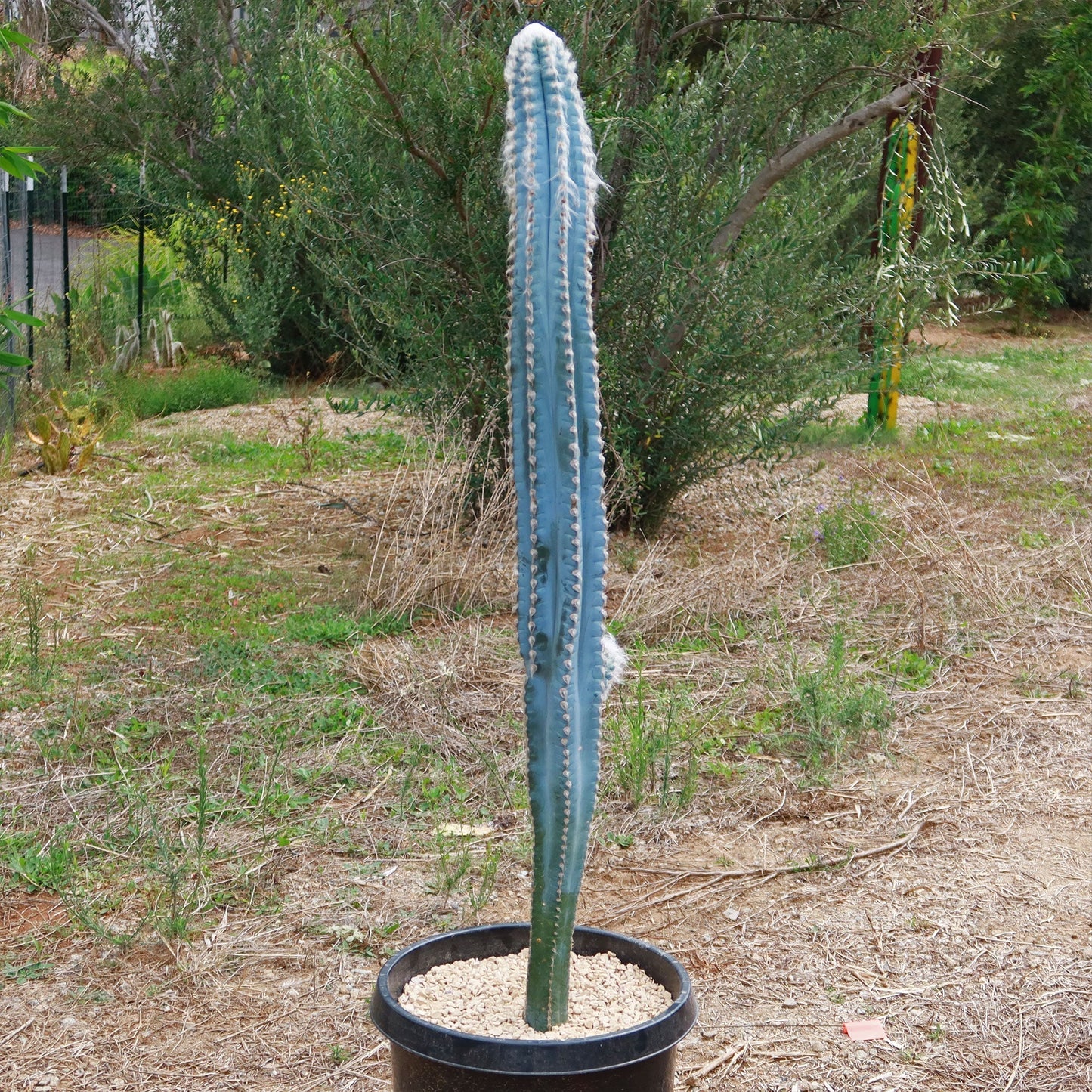 Blue Torch Cactus 'Pilosocereus pachycladus'