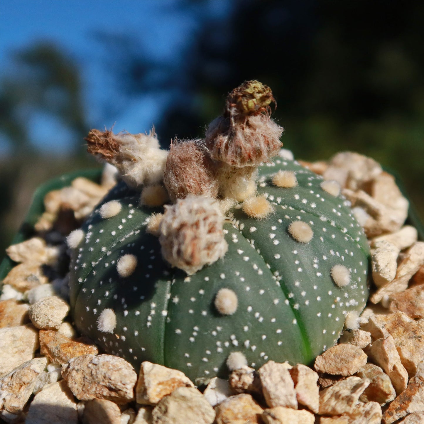 Sand Dollar Cactus 'Astrophytum asterias'