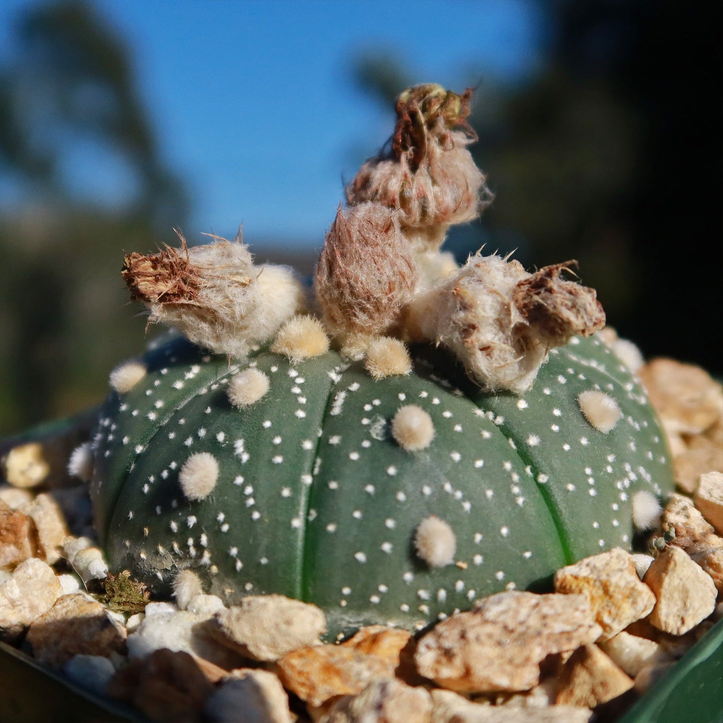 Sand Dollar Cactus 'Astrophytum asterias'
