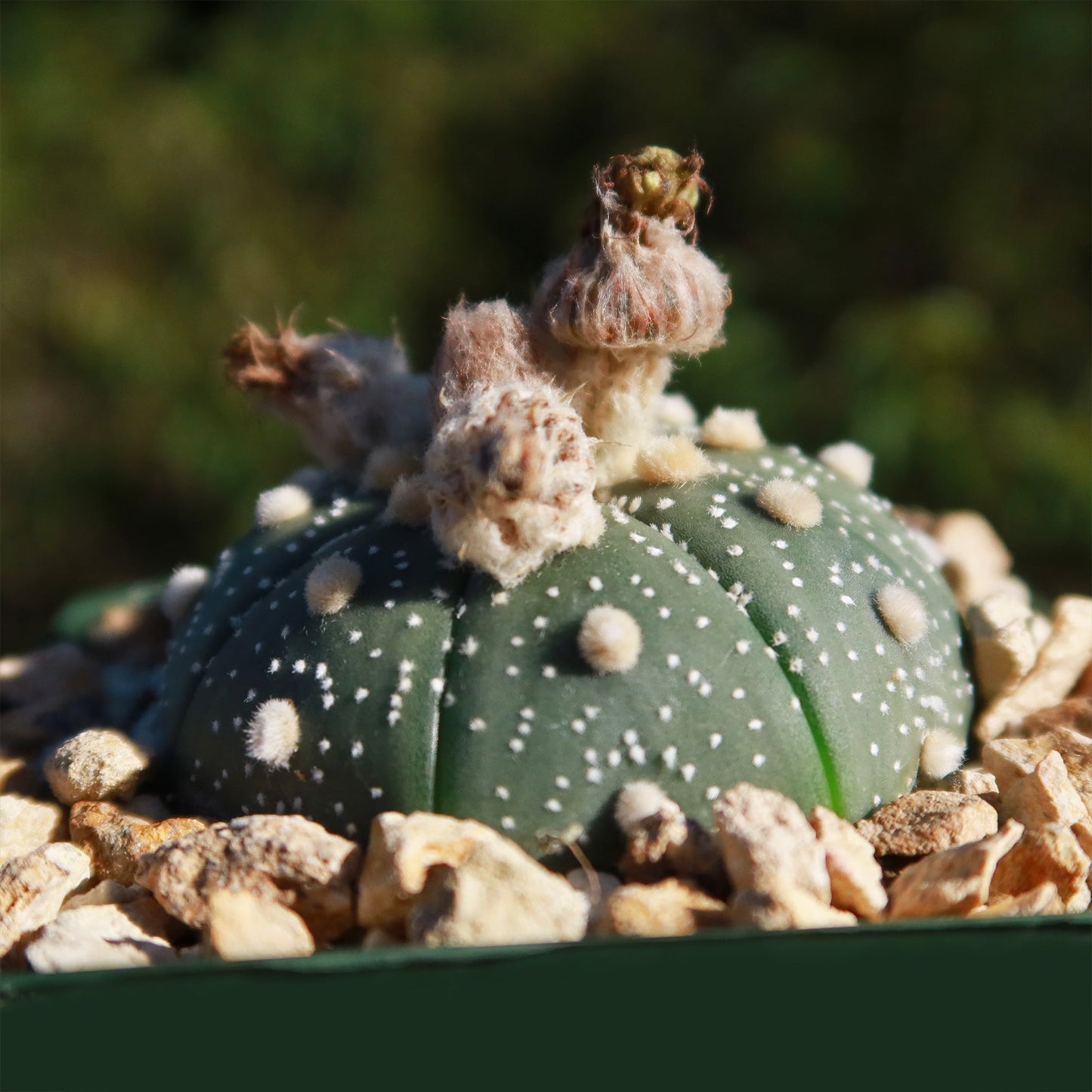 Sand Dollar Cactus 'Astrophytum asterias'