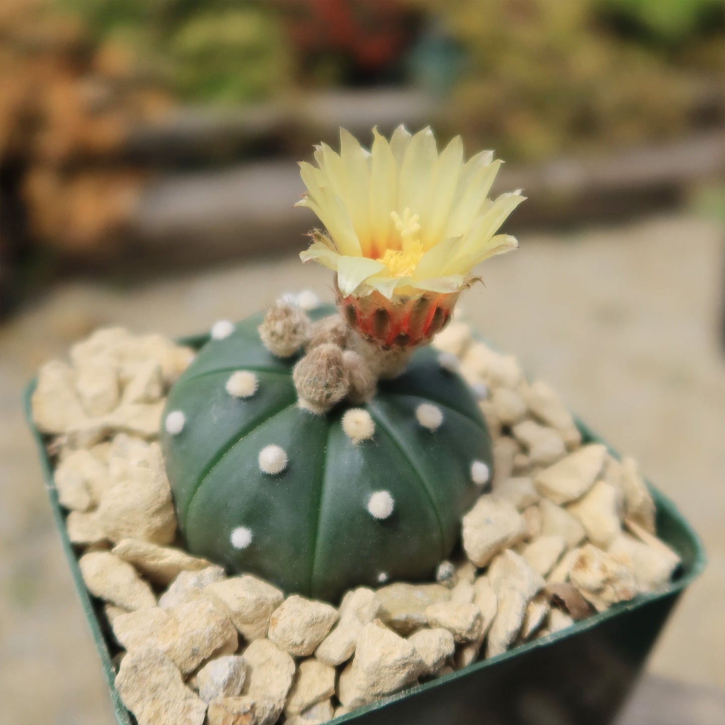 Sand Dollar Cactus 'Astrophytum asterias'