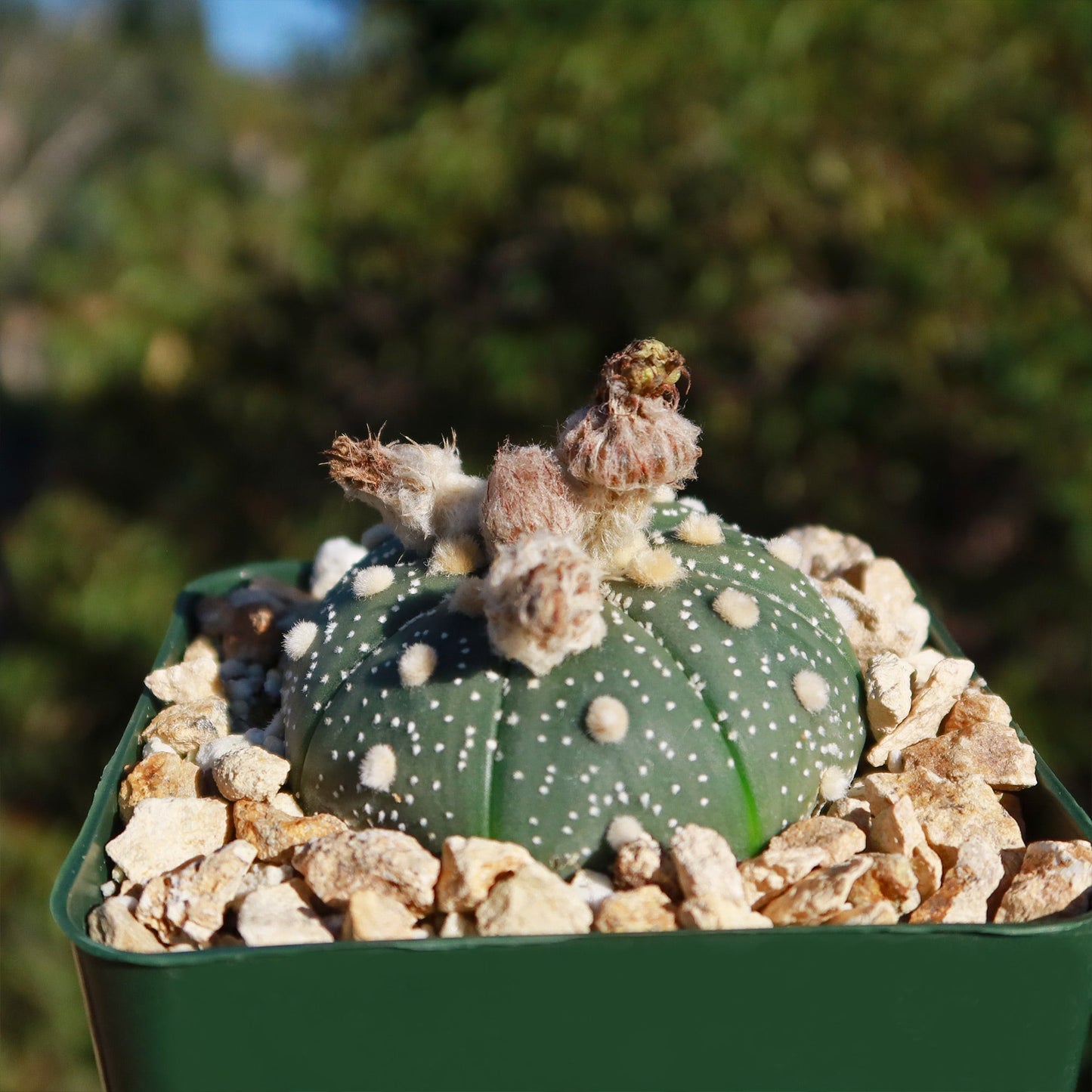 Sand Dollar Cactus 'Astrophytum asterias'