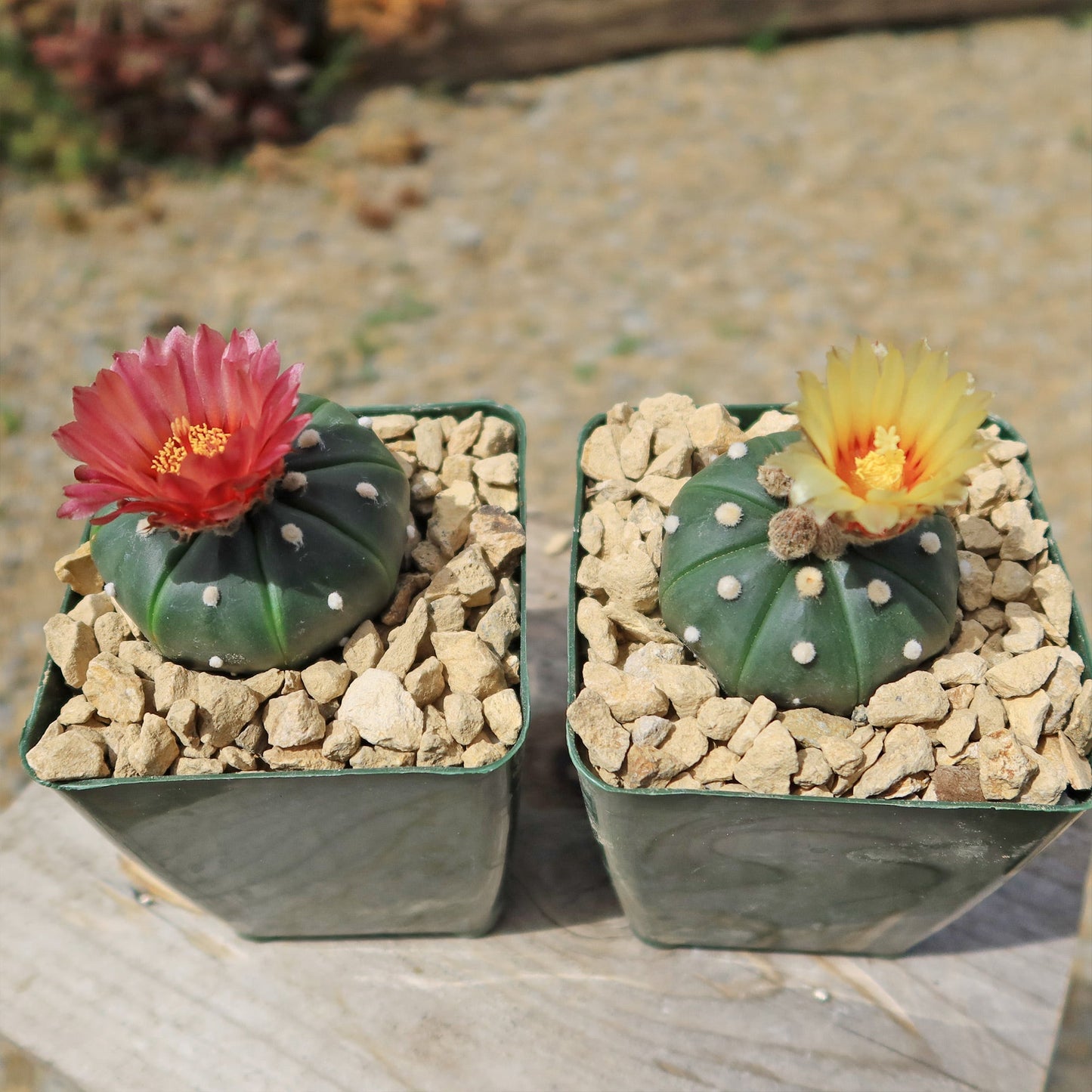 Sand Dollar Cactus 'Astrophytum asterias'
