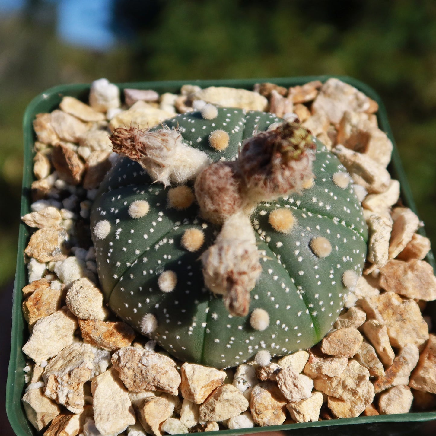 Sand Dollar Cactus 'Astrophytum asterias'