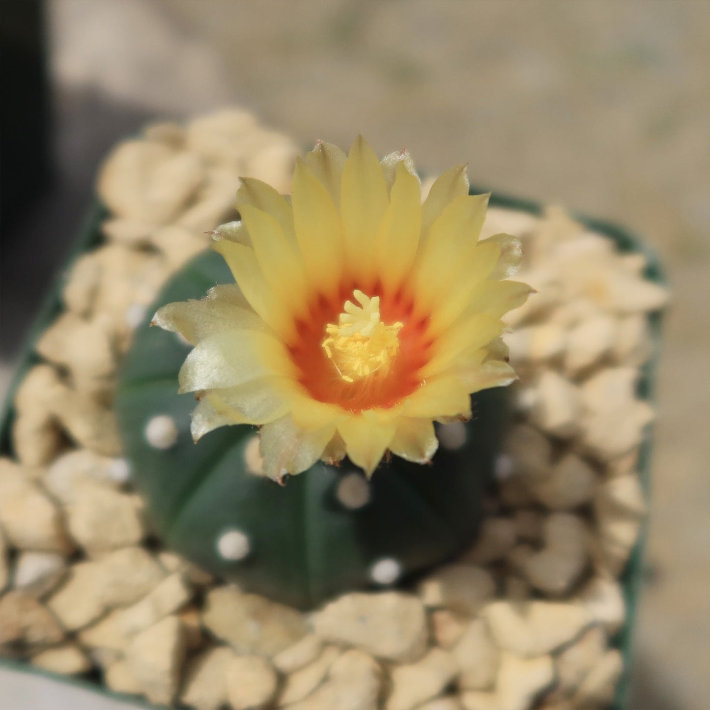 Sand Dollar Cactus 'Astrophytum asterias'