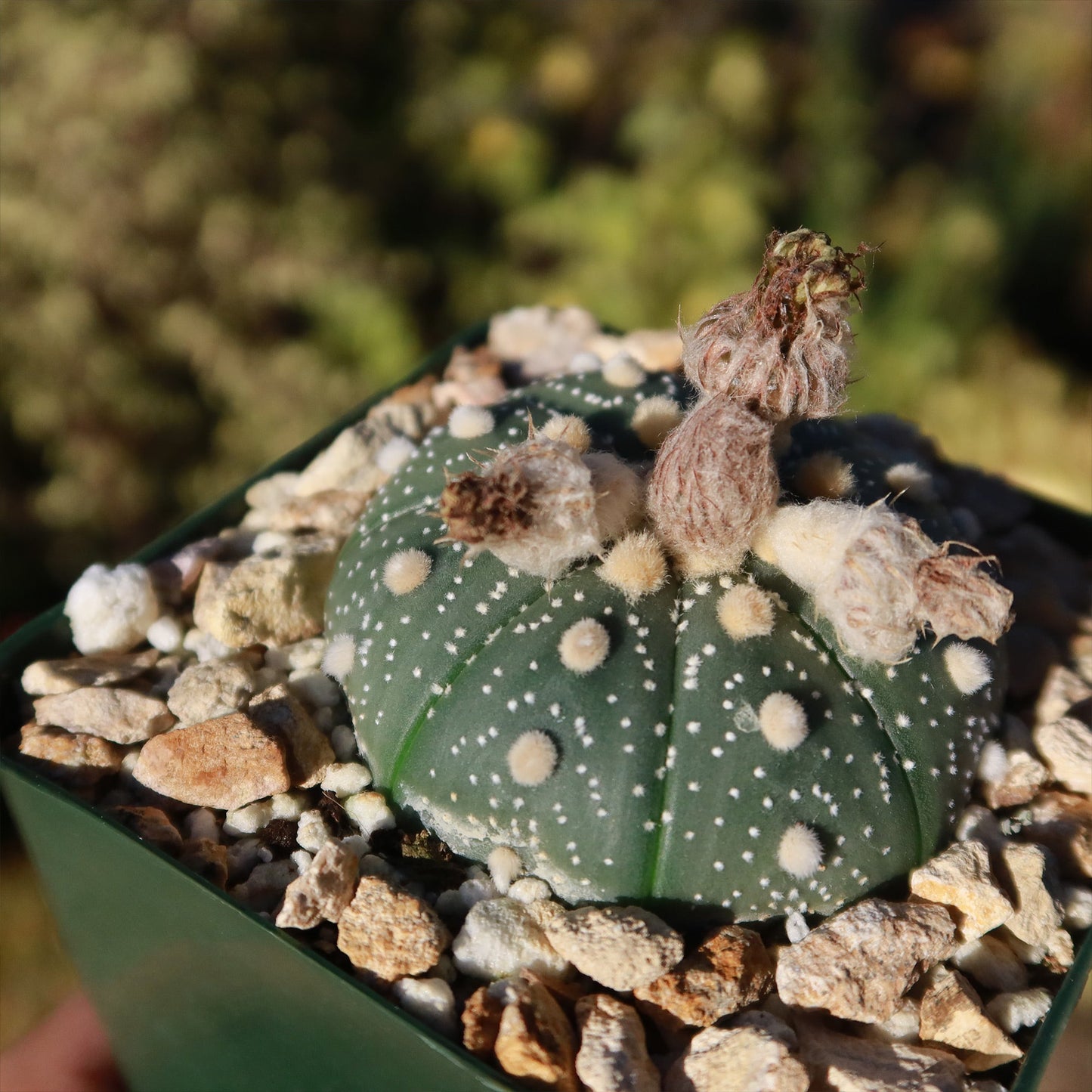 Sand Dollar Cactus 'Astrophytum asterias'