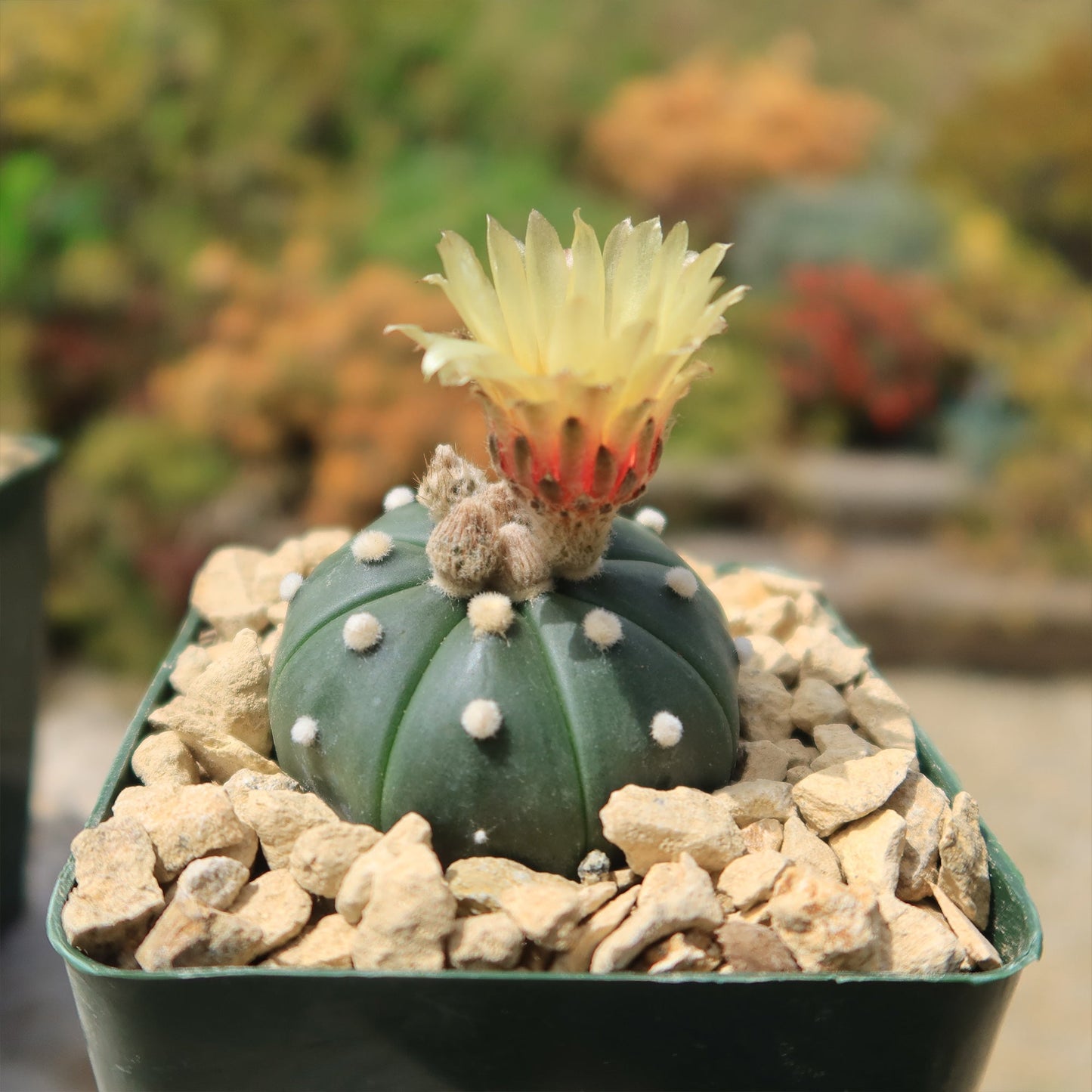 Sand Dollar Cactus 'Astrophytum asterias'