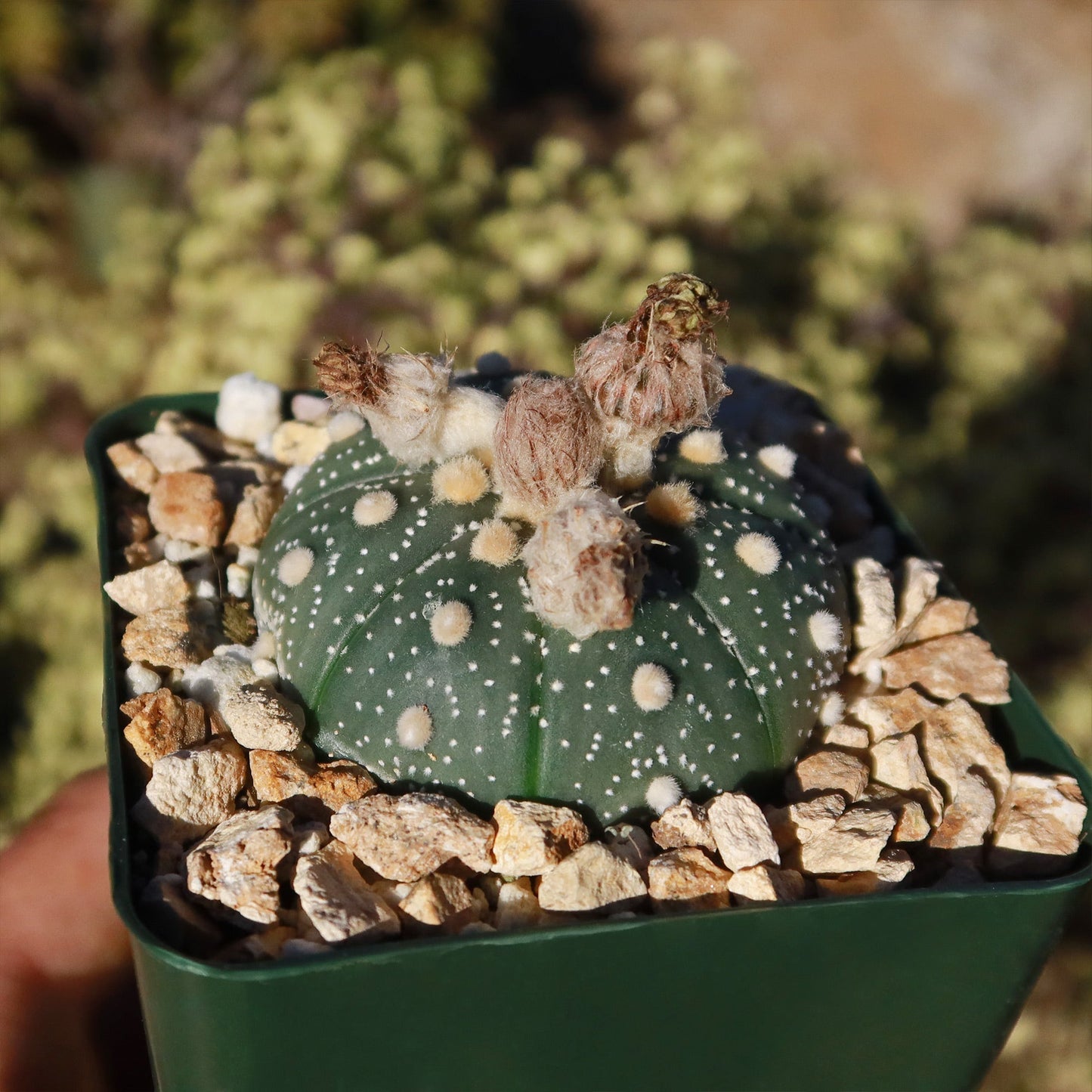 Sand Dollar Cactus 'Astrophytum asterias'