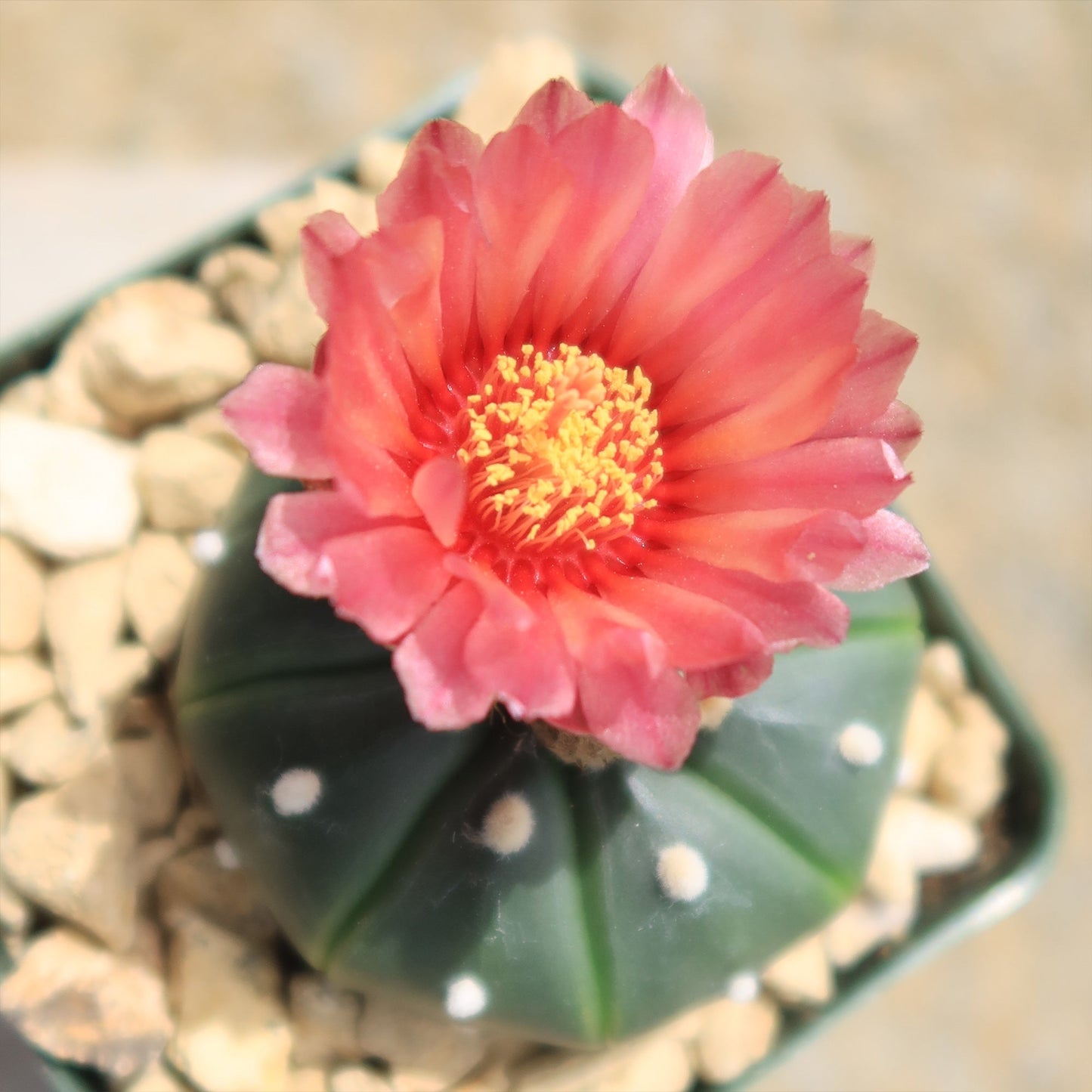 Sand Dollar Cactus 'Astrophytum asterias'