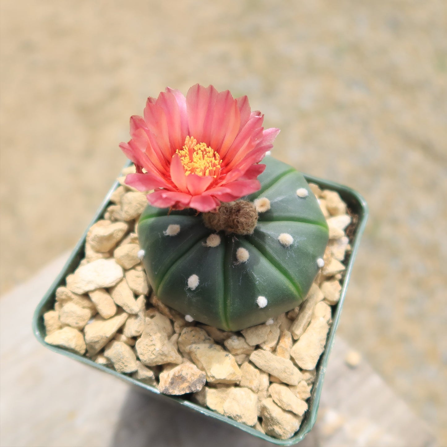 Sand Dollar Cactus 'Astrophytum asterias'