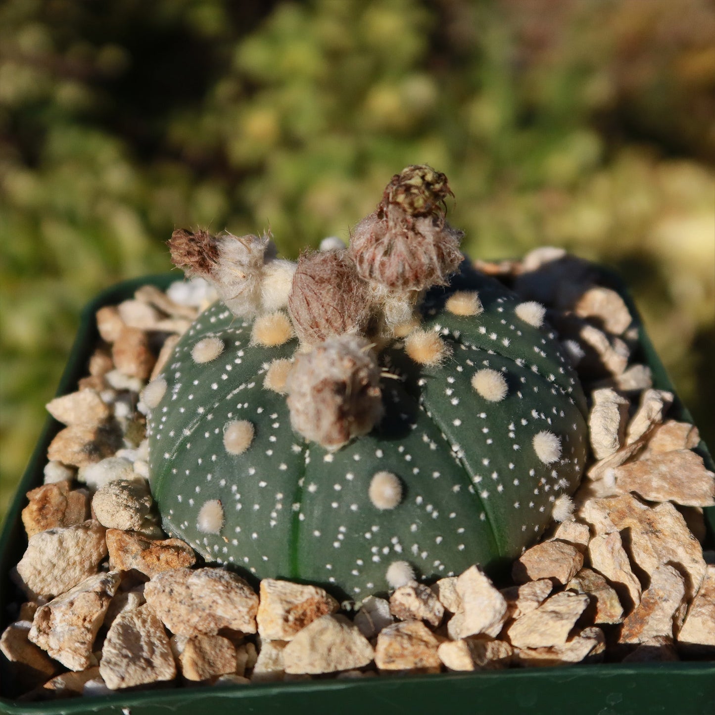 Sand Dollar Cactus 'Astrophytum asterias'