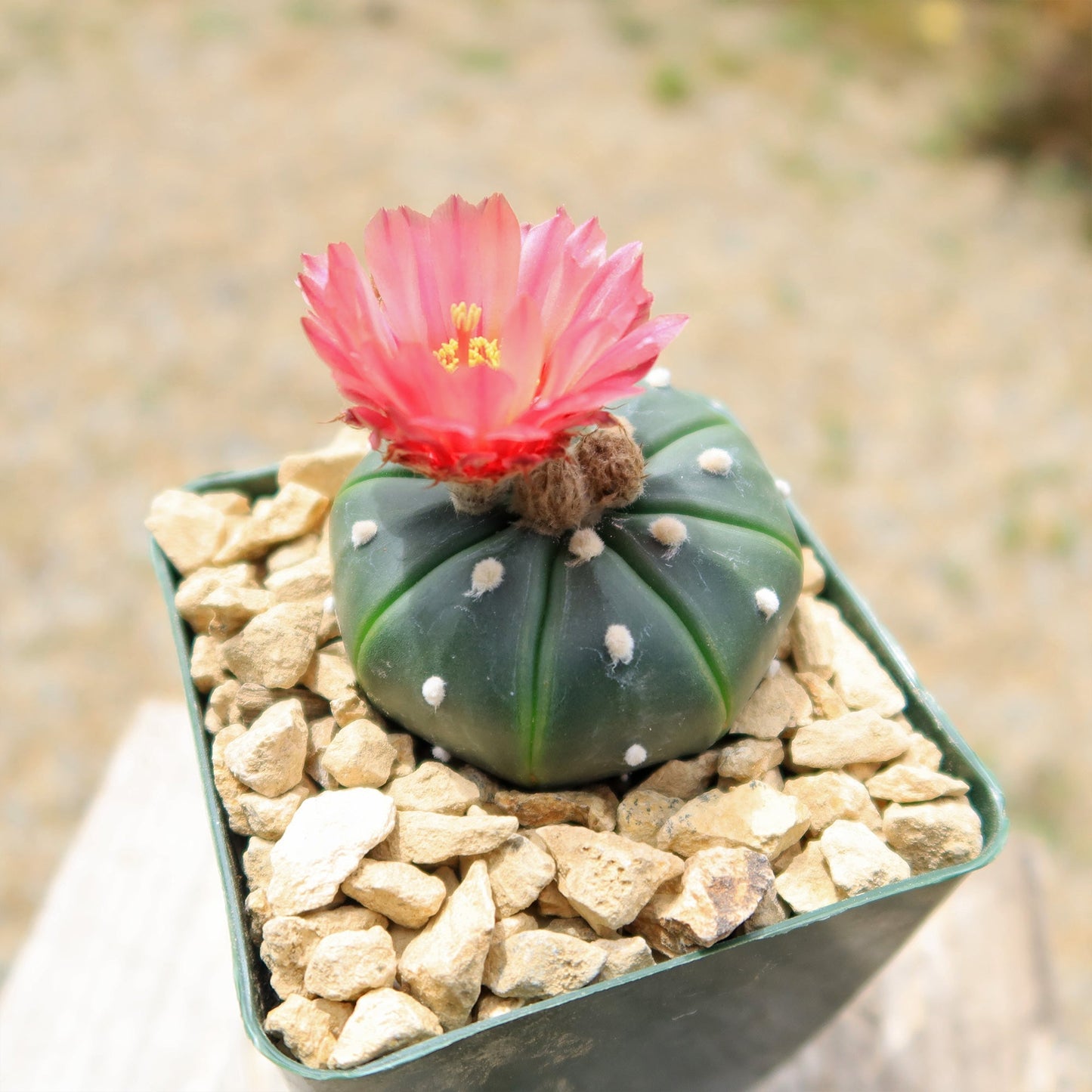 Sand Dollar Cactus 'Astrophytum asterias'